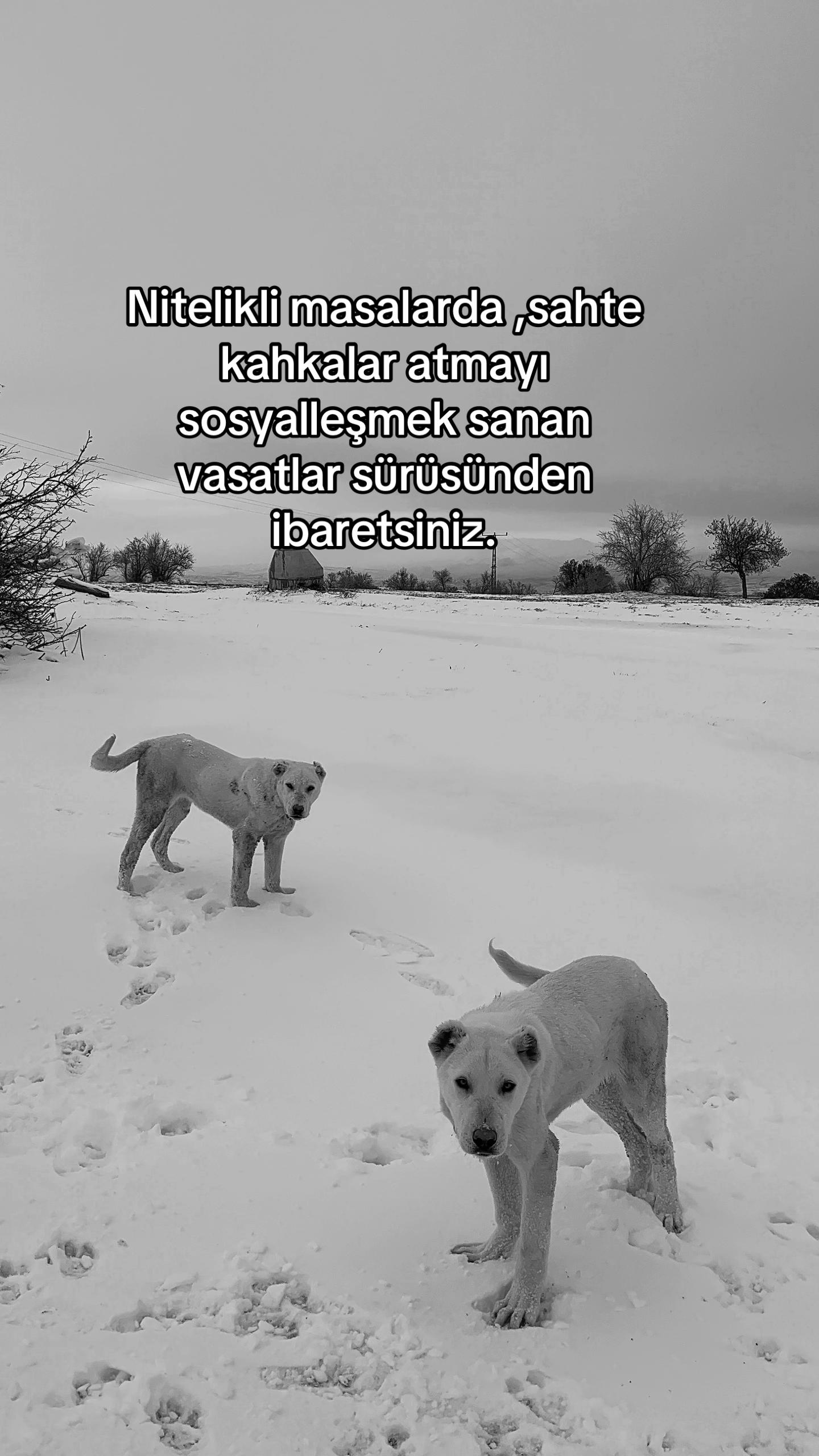 @yavuzsel1m0