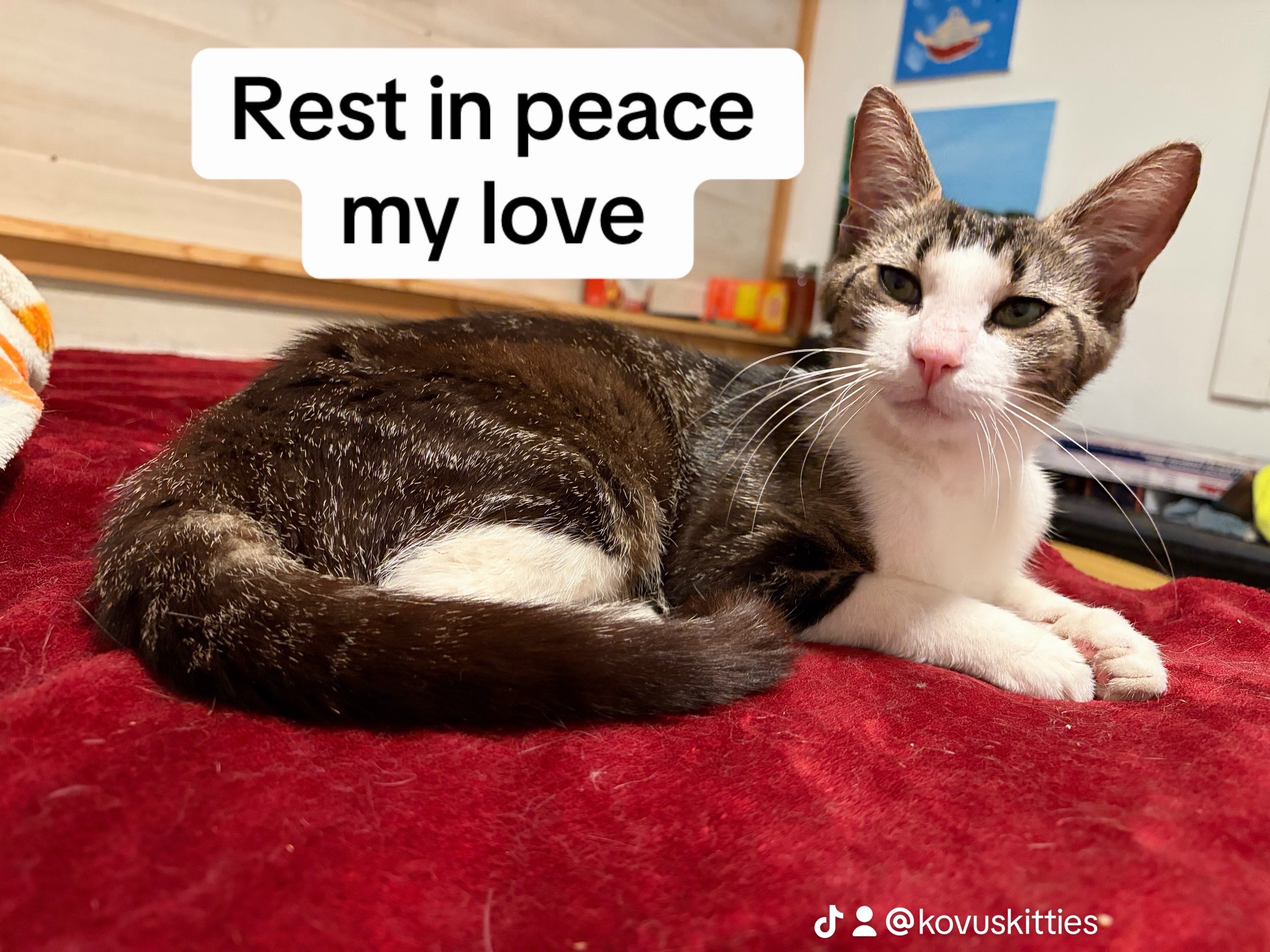 @Kovu’s Kitties