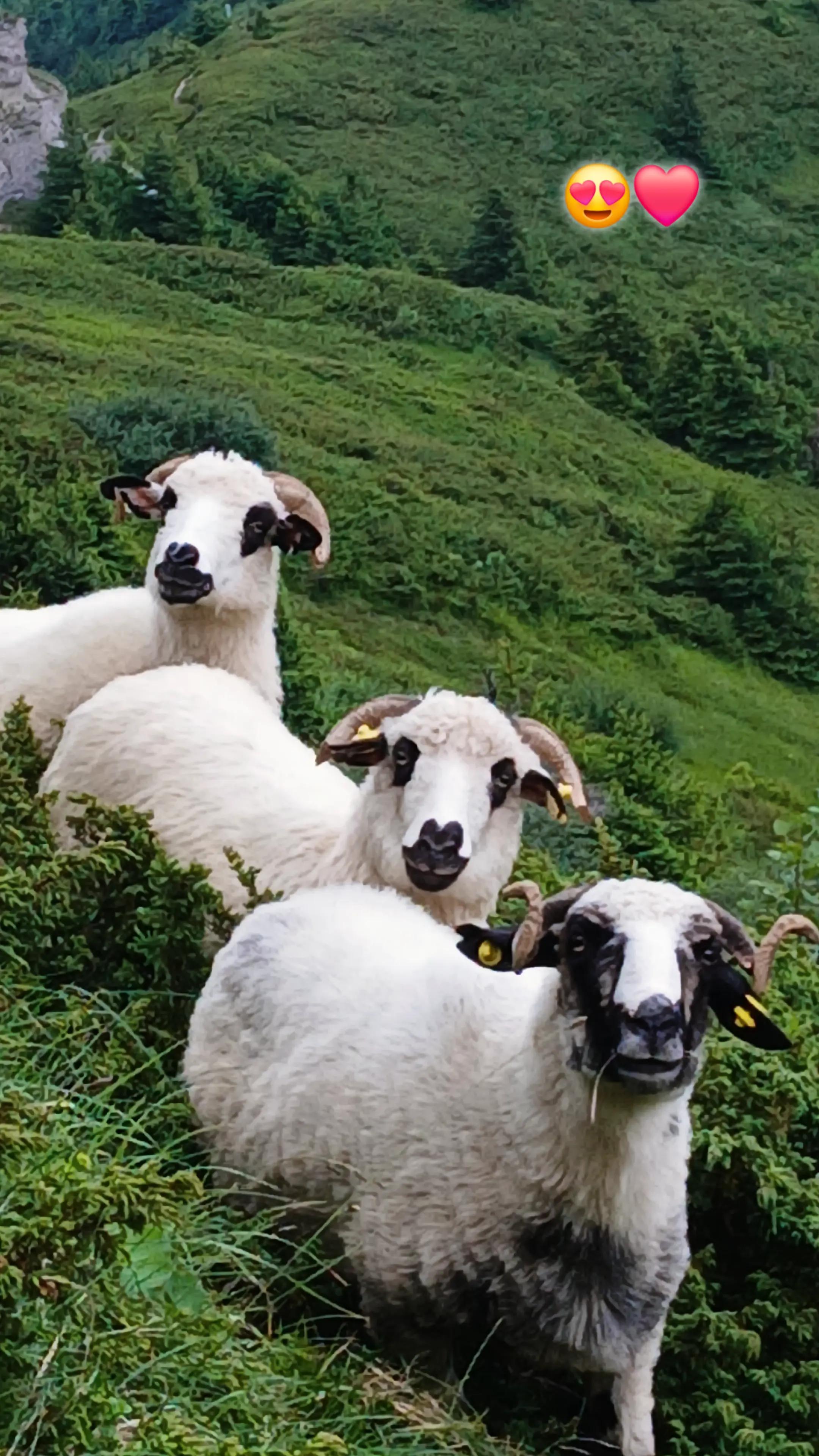 @Jidanu 🌲🐕🐑🌲❤️