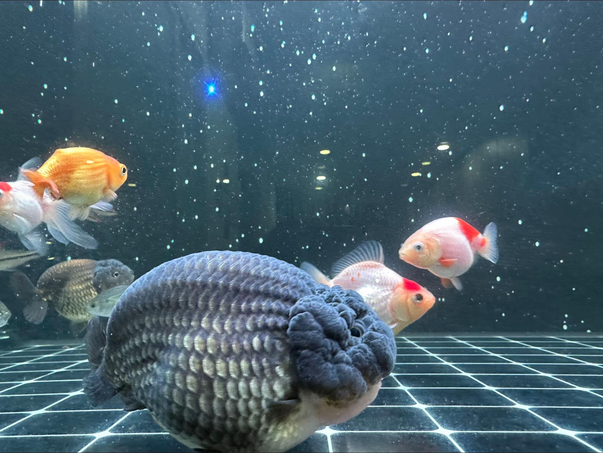 @Ranchu Sakana House 🐠