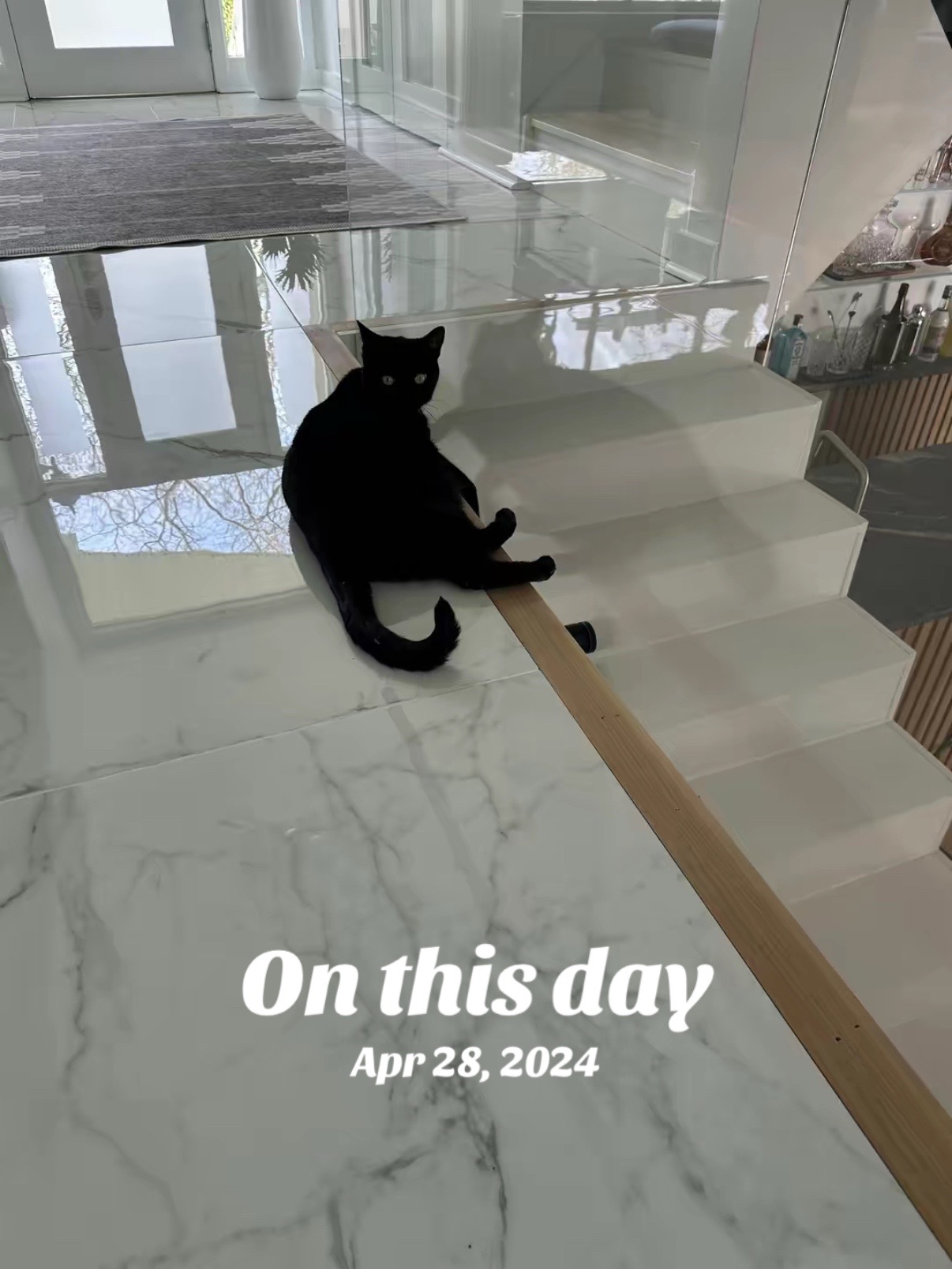 @Oscar&ensp;Jeremy&ensp;the&ensp;cat!