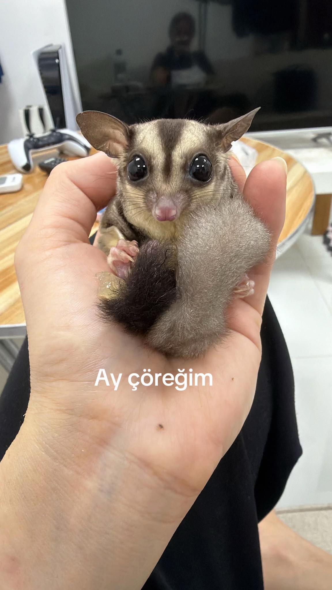 @peri35