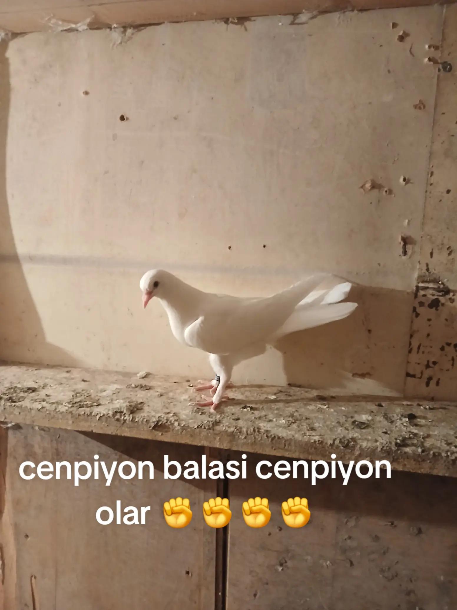 @RƏŞAD 059