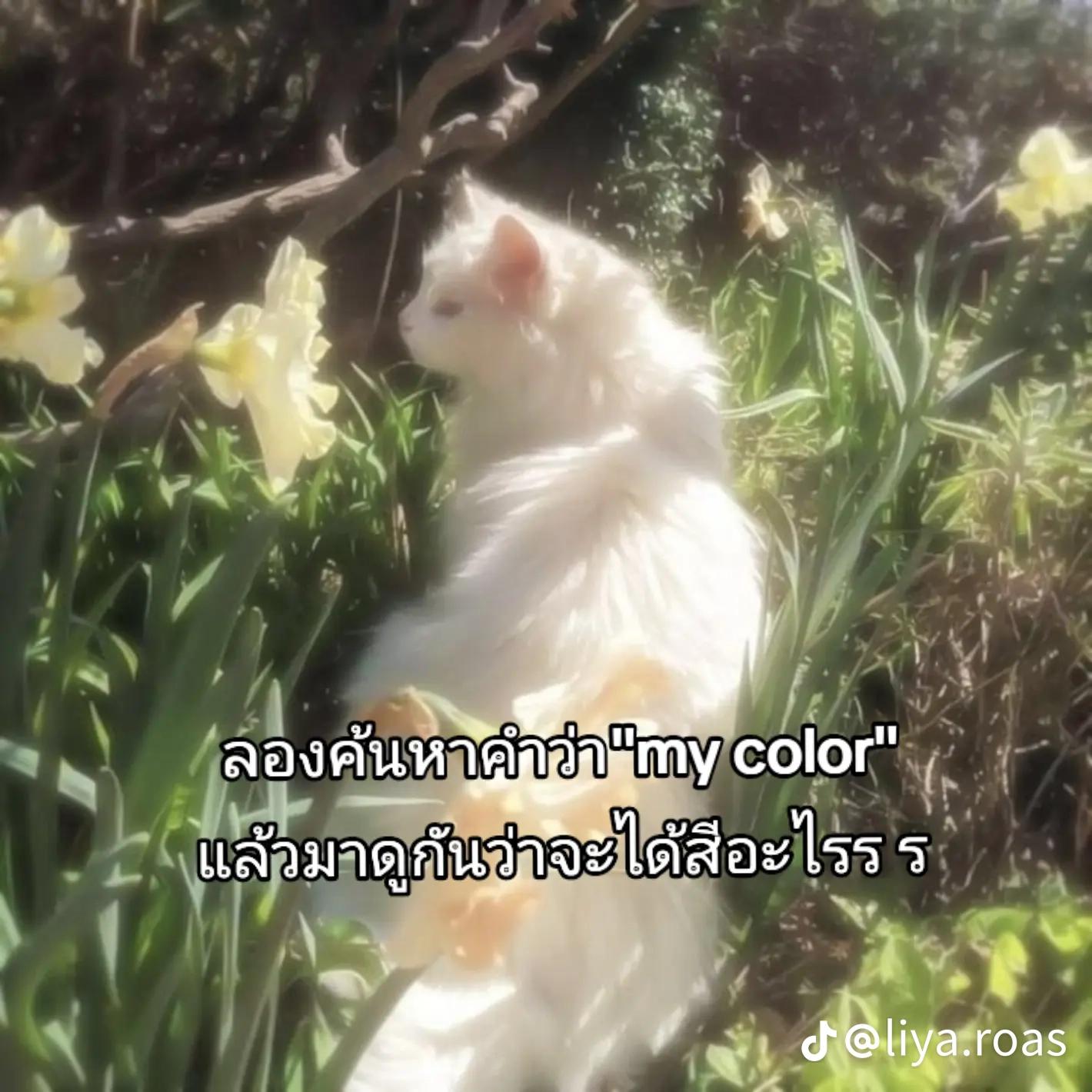 @𐙚────୨ৎ────คิมมี่บอยชอบกินไก่