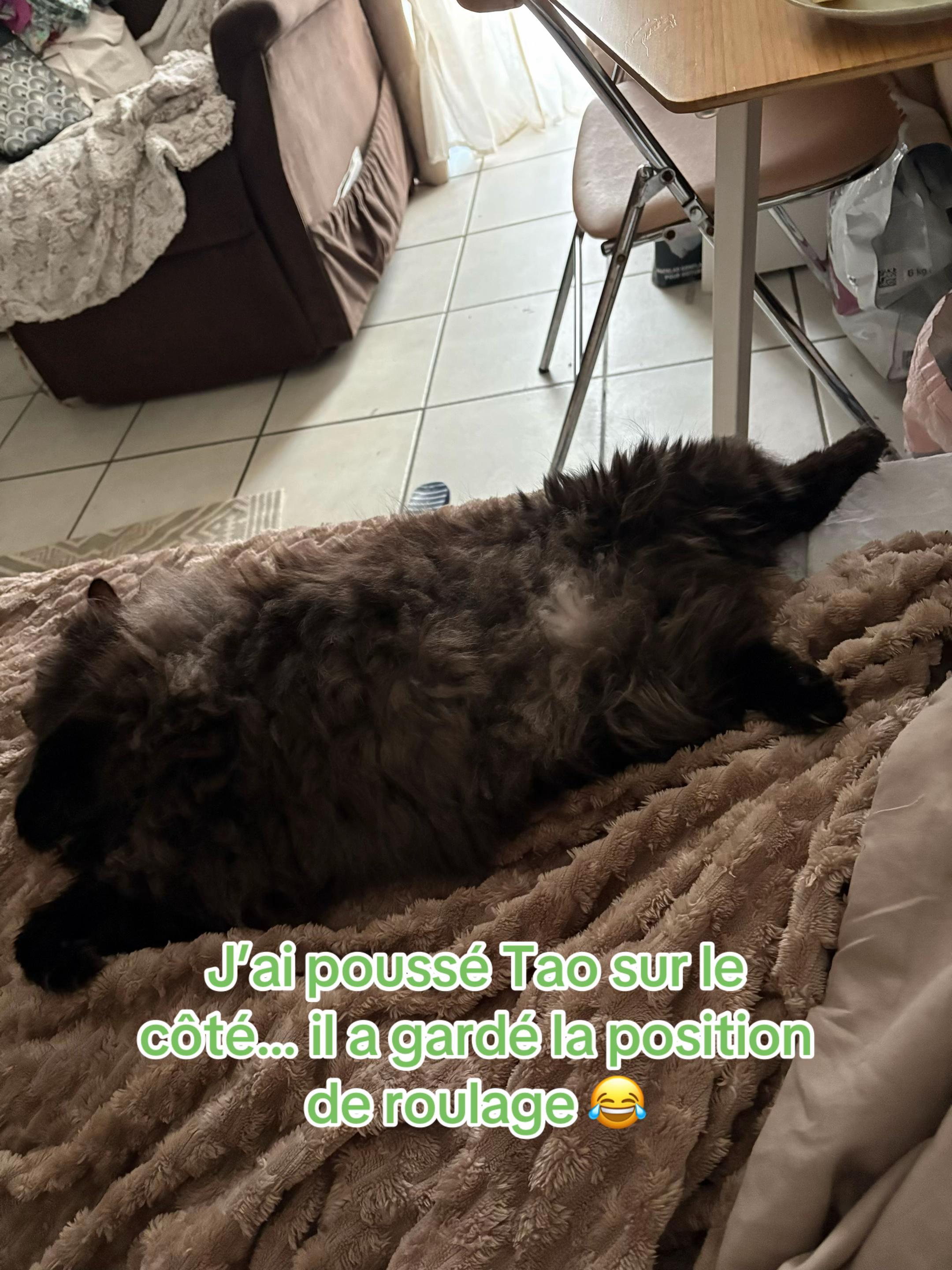 @Tao 🐈⬛ et Kiara 🐈⬛