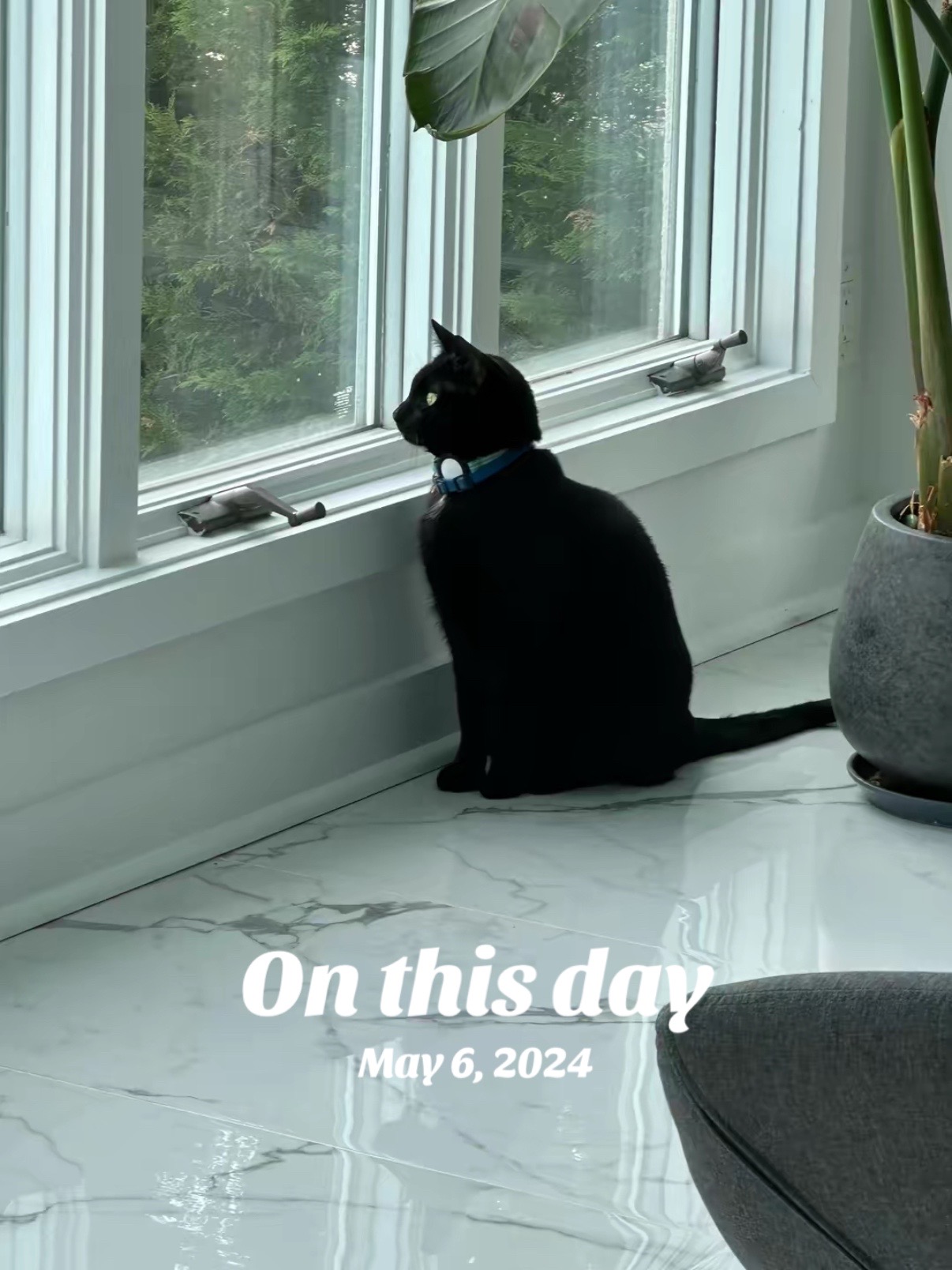 @Oscar&ensp;Jeremy&ensp;the&ensp;cat!