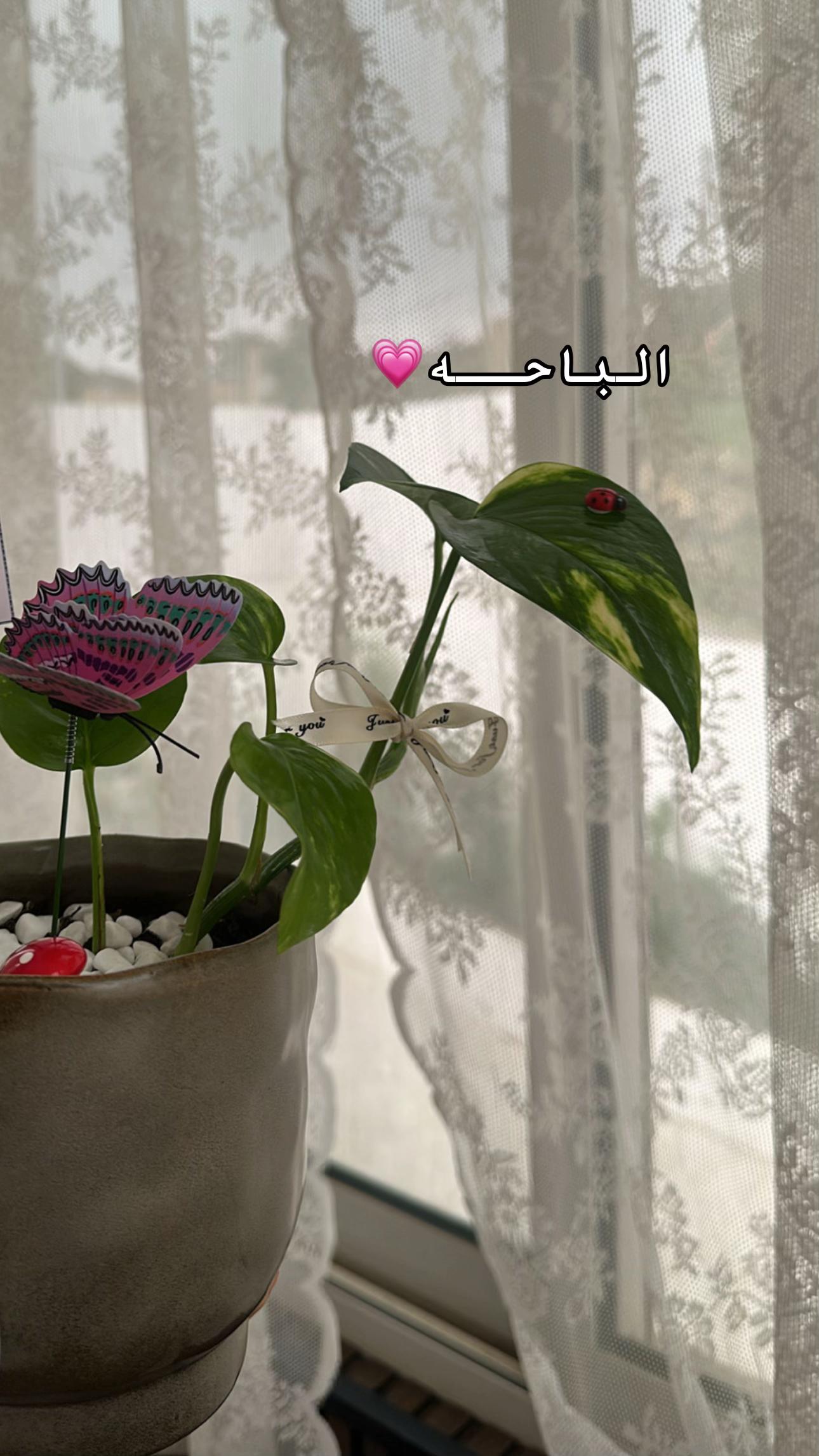 @لوسيـدا-الباحة🪴
