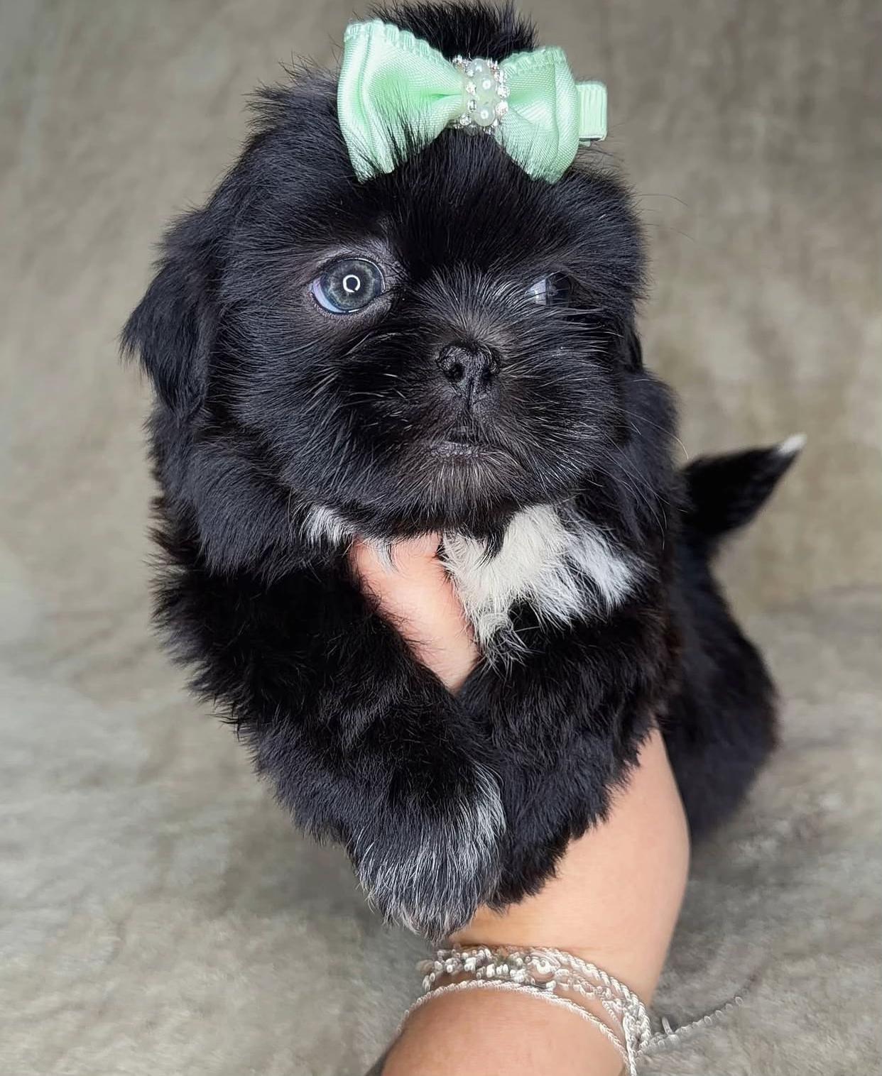 @Teacup Shih Tzu Puppies