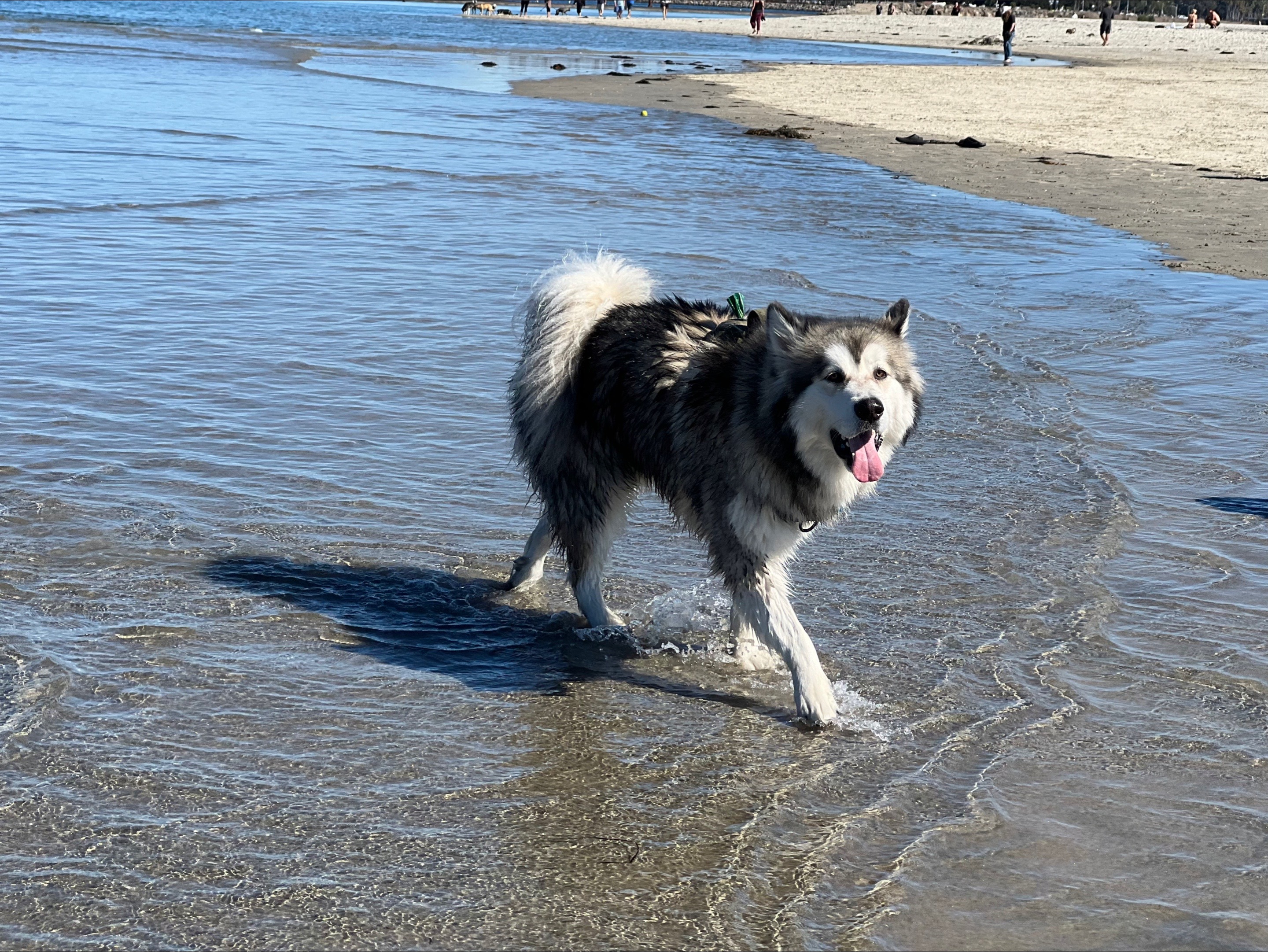 @KokaKoaTheAlaskanMalamute