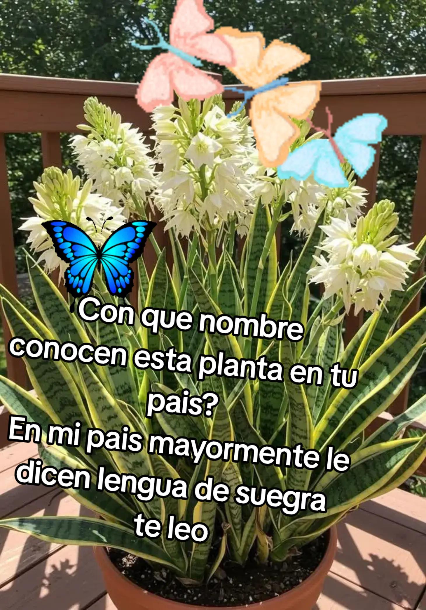 @Vivebonito