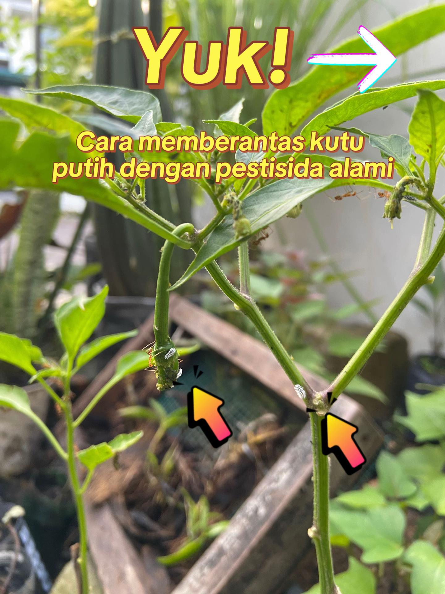 @Rumah Bertiga