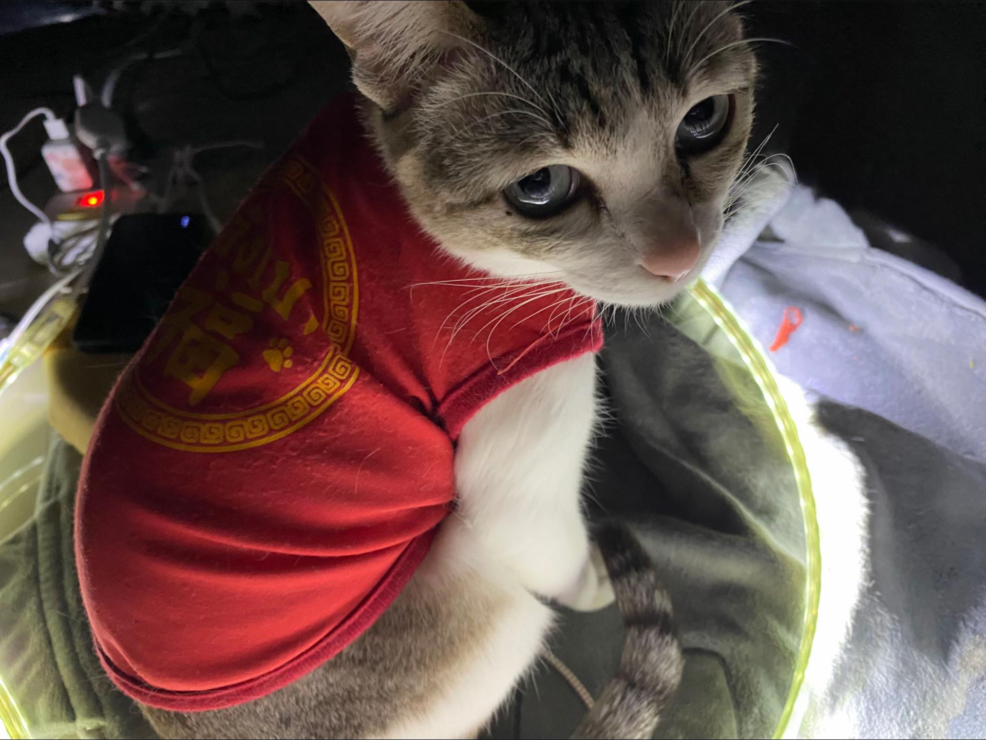 @🧧เปาเฮง🧧รีวิวแมว🐱