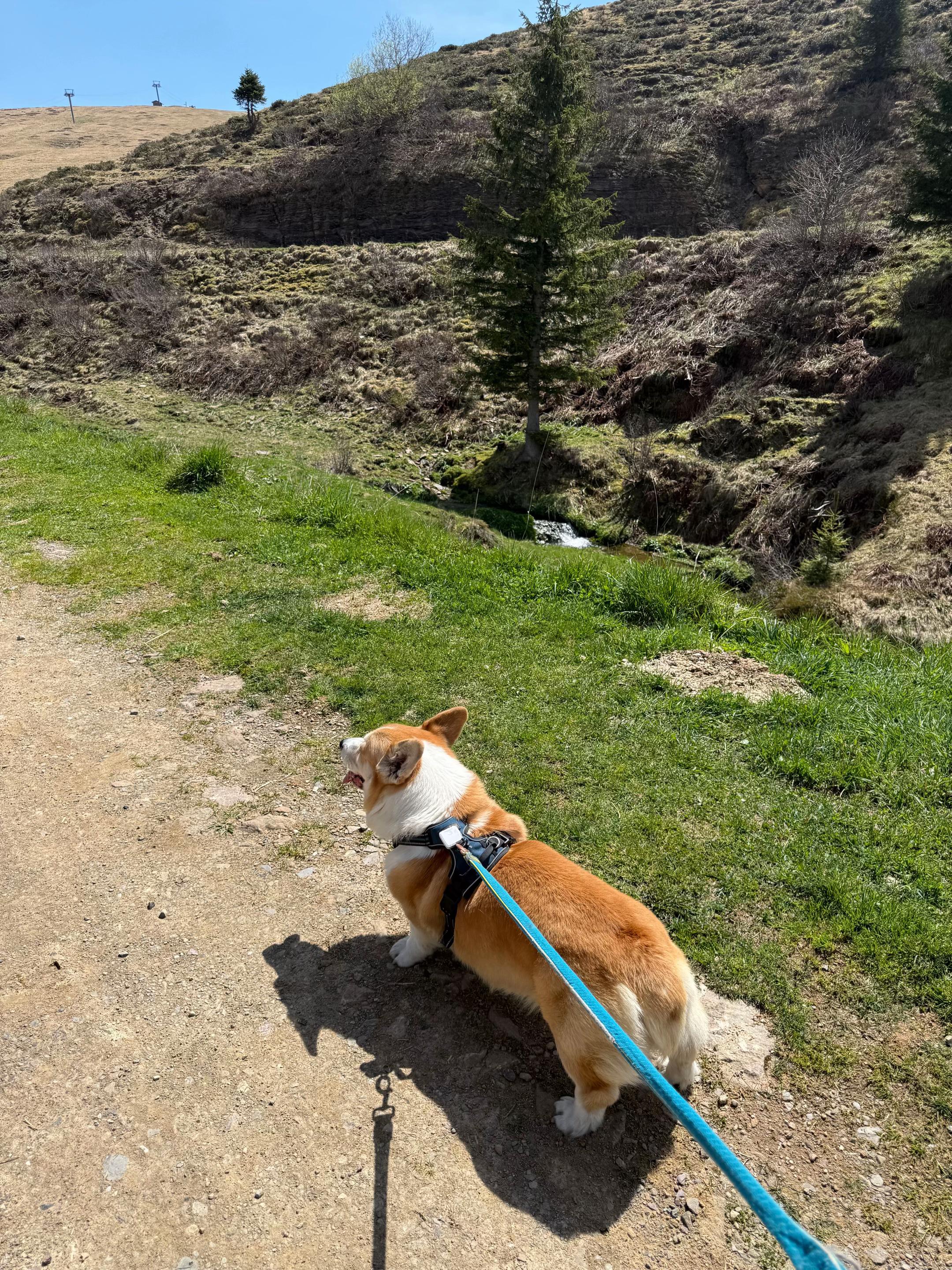 @Cheddar the Corgi