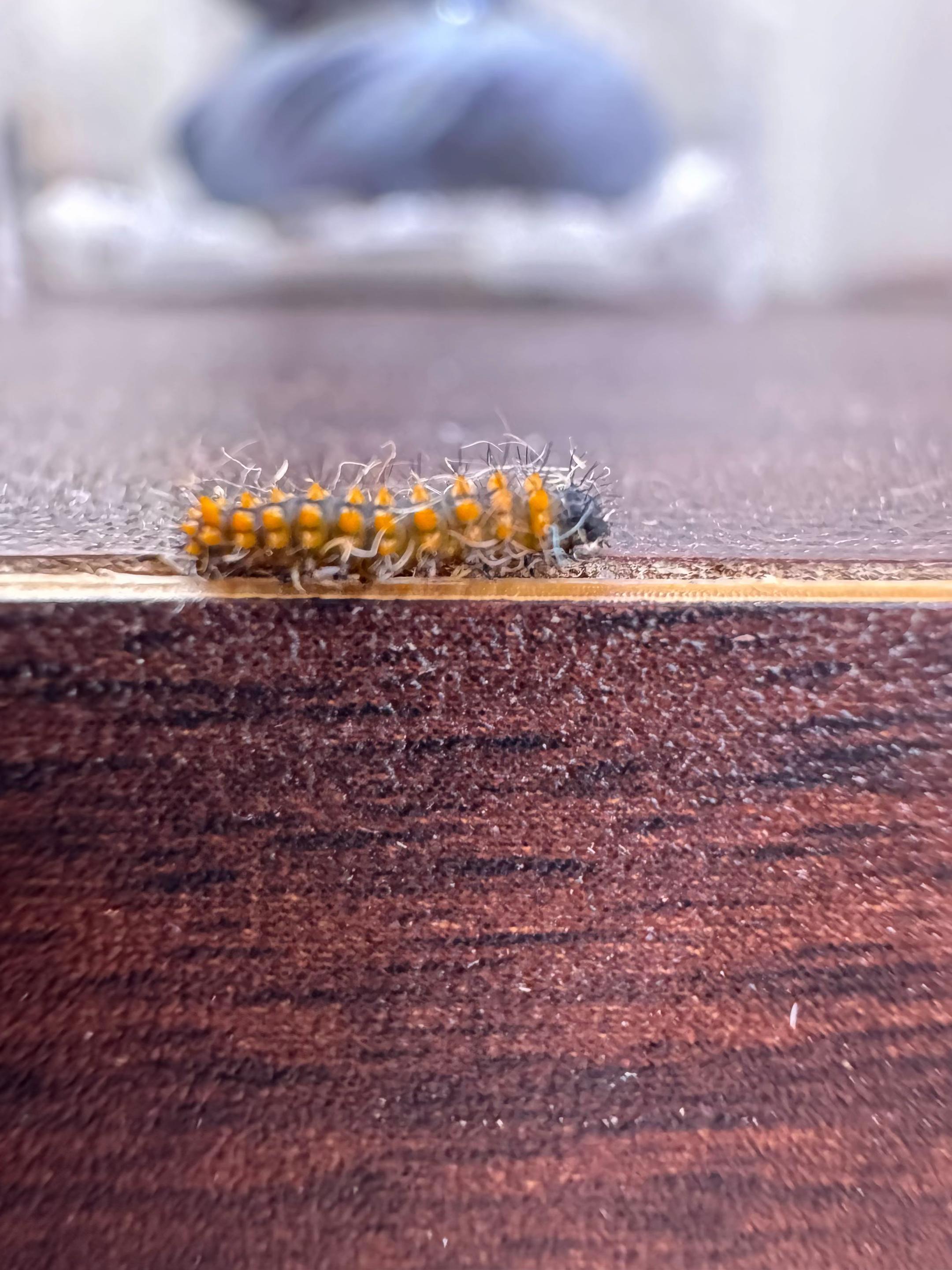 @Rock_n_insectes