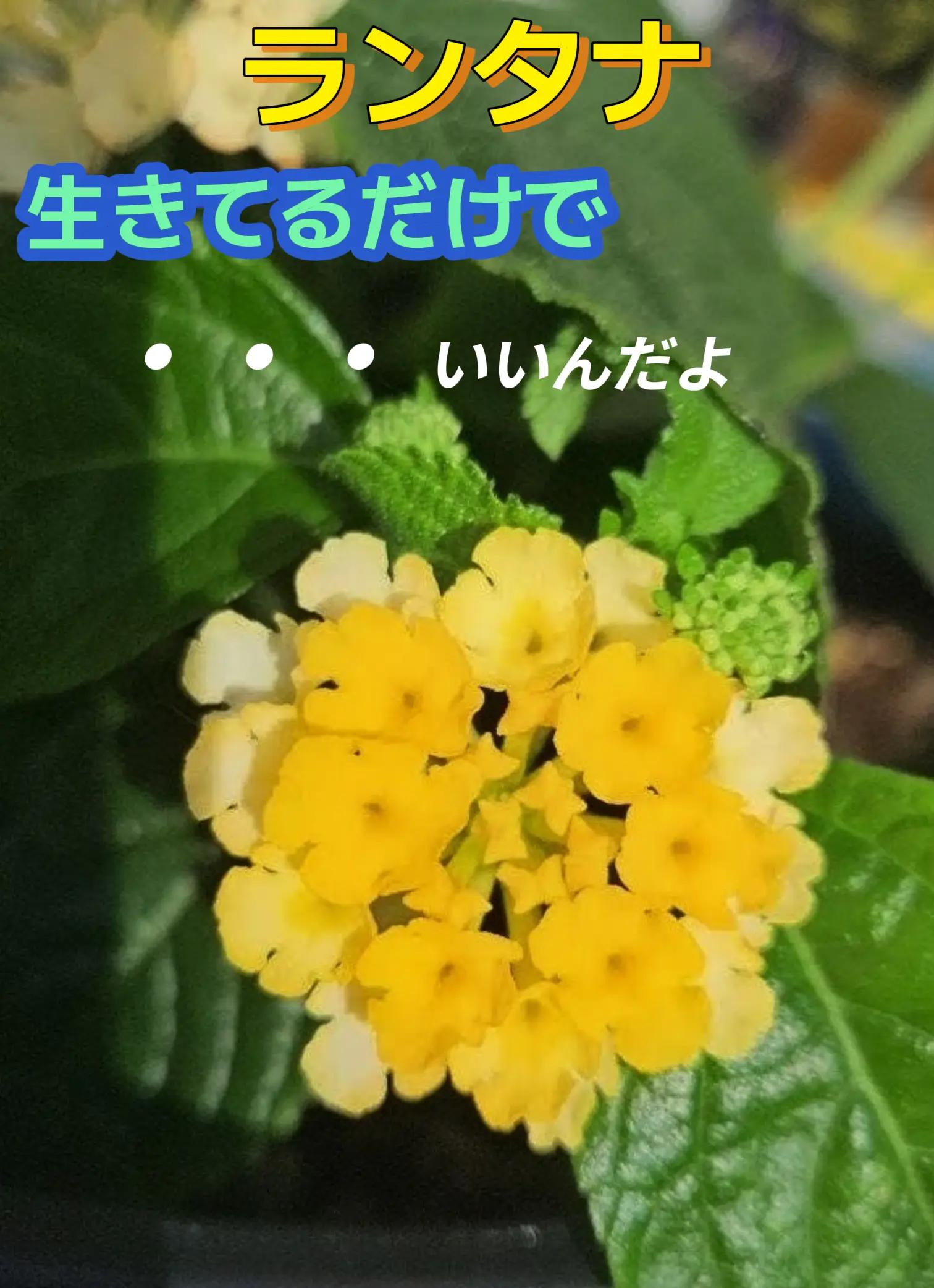 @TERU