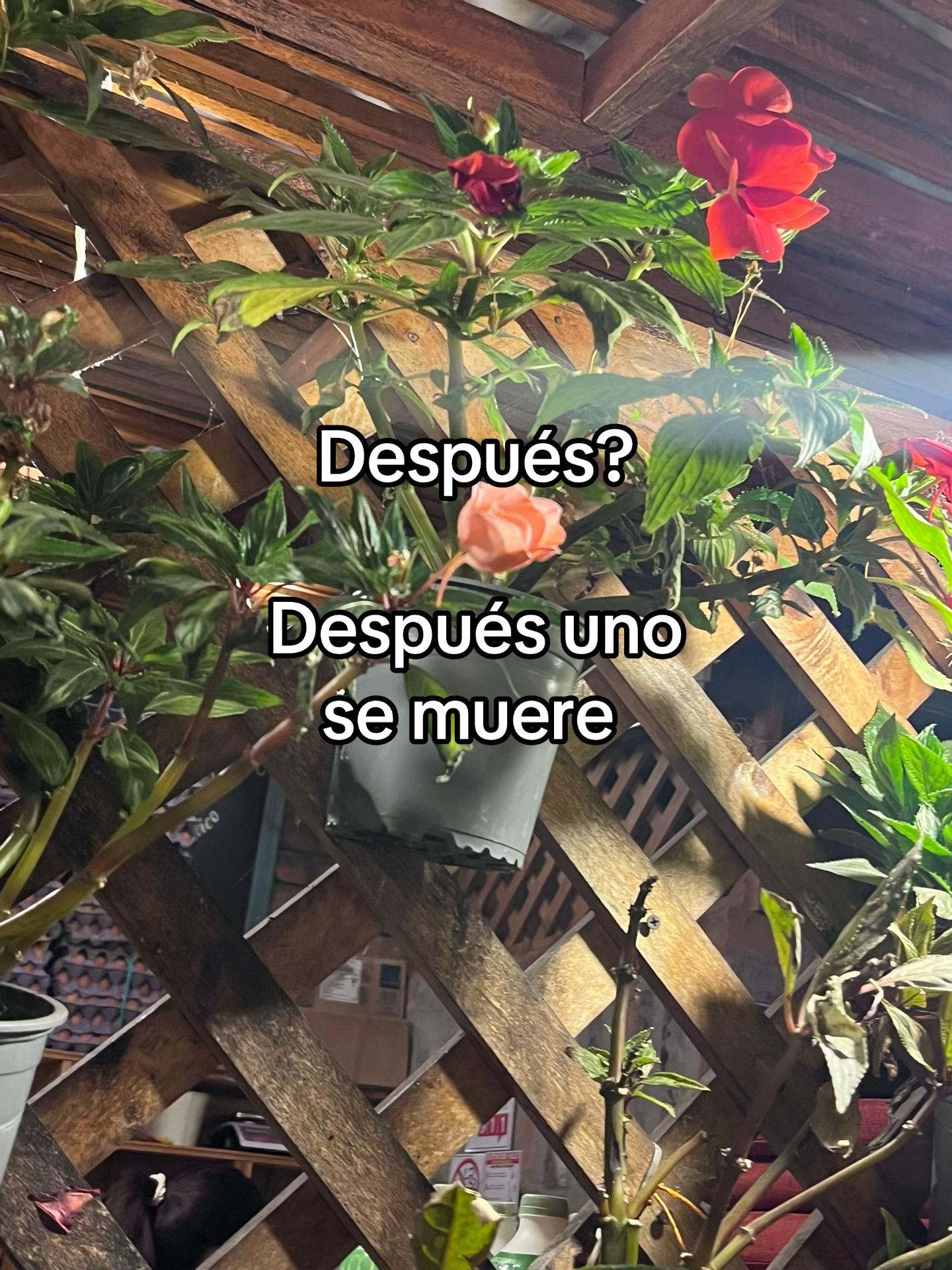 @Bel
