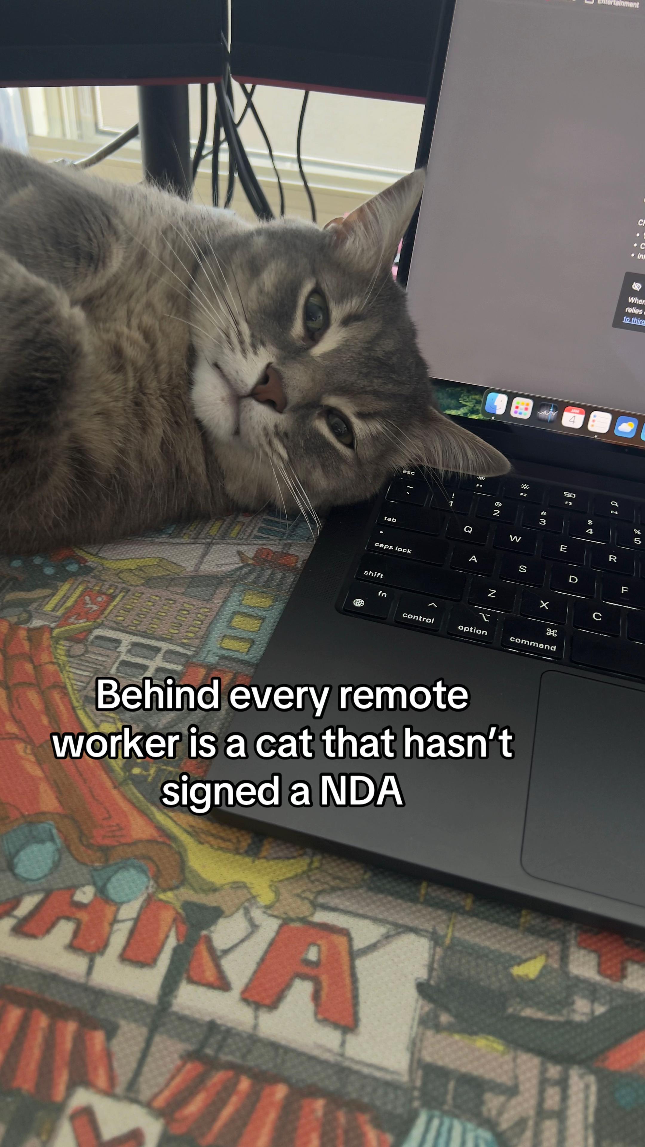 @Ollie 🐱