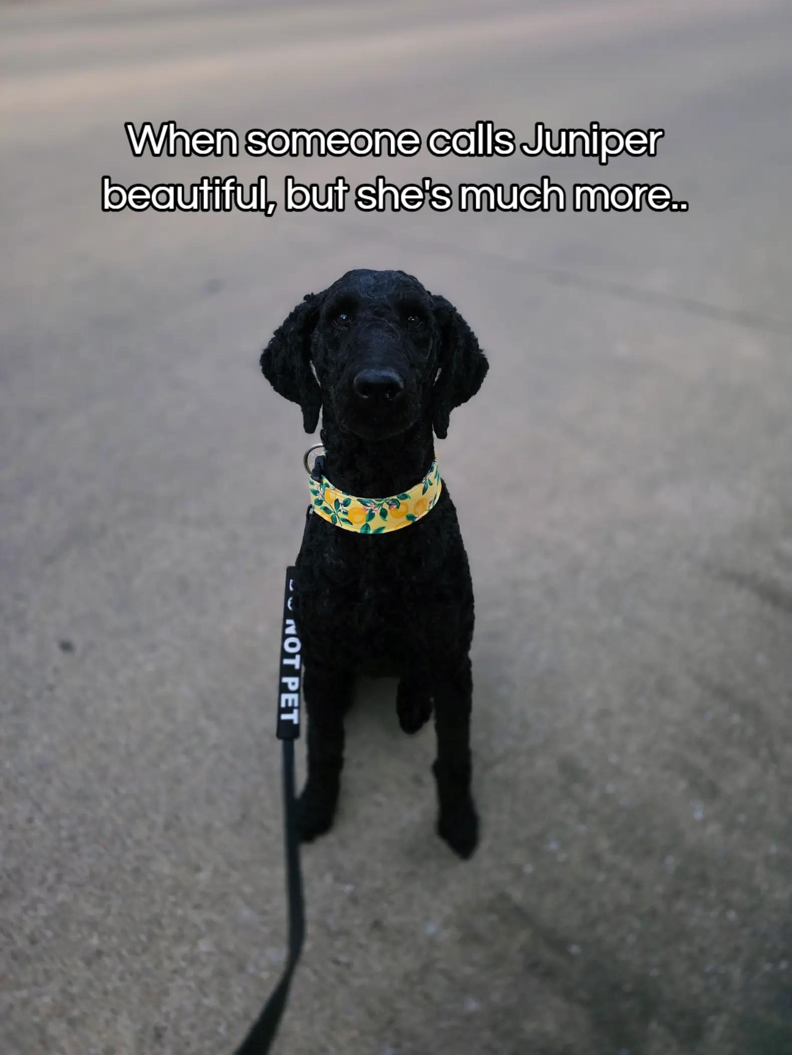 @Canine Wonders Training