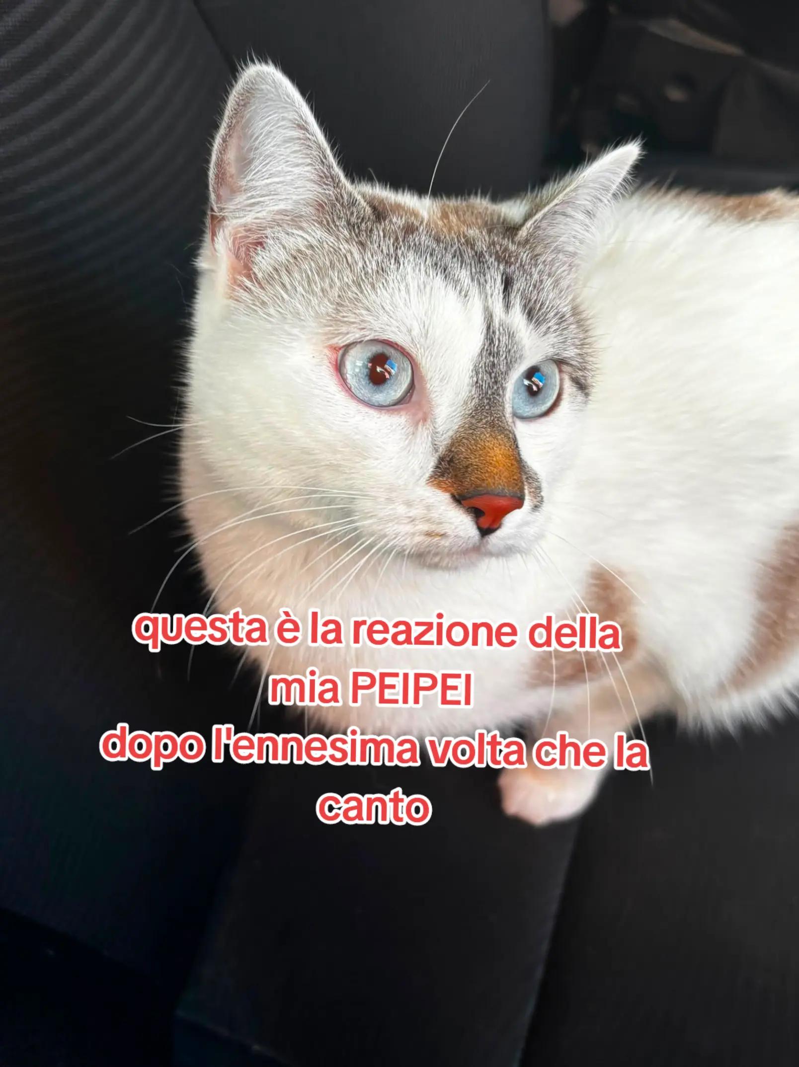 @vincenza