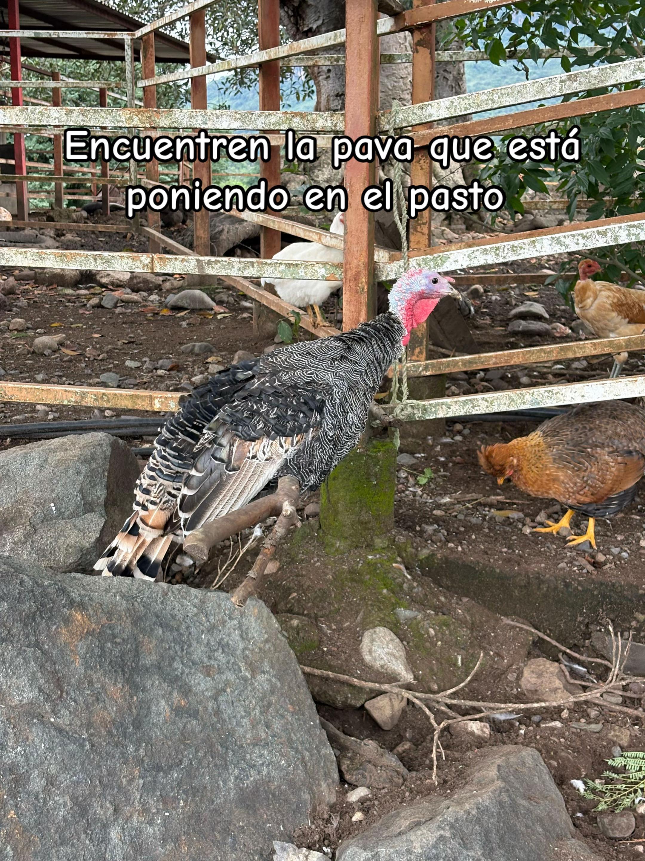 @Mario Contreras 🐮🐔