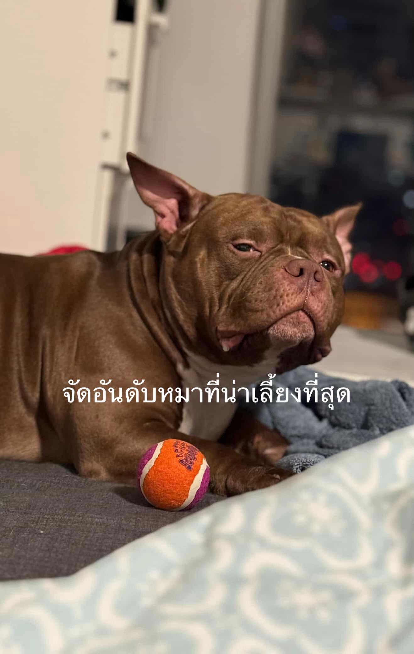 @*เมษา* [ Chapayom ]