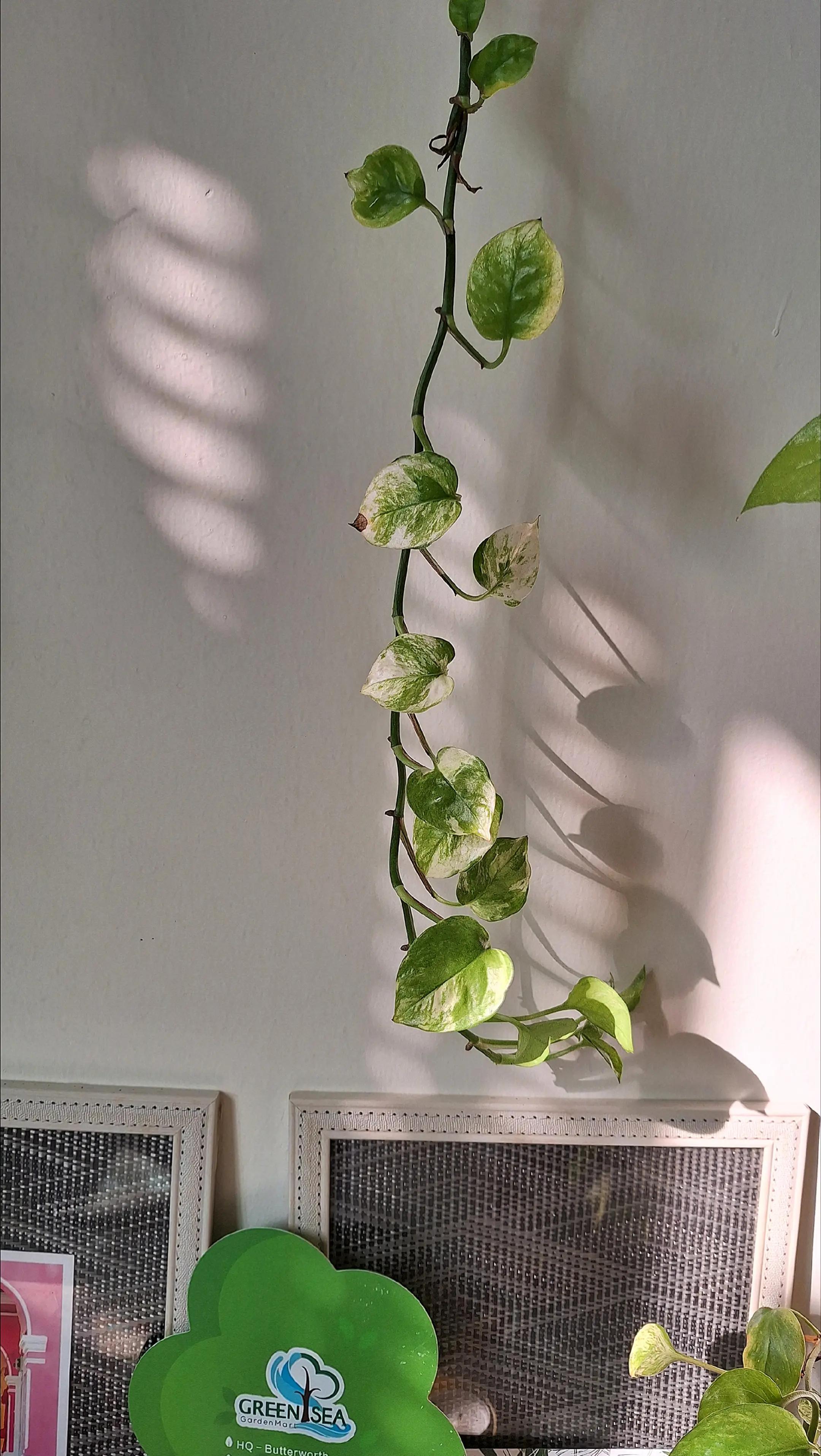 @Sara | Indoor Plants | 🇲🇾