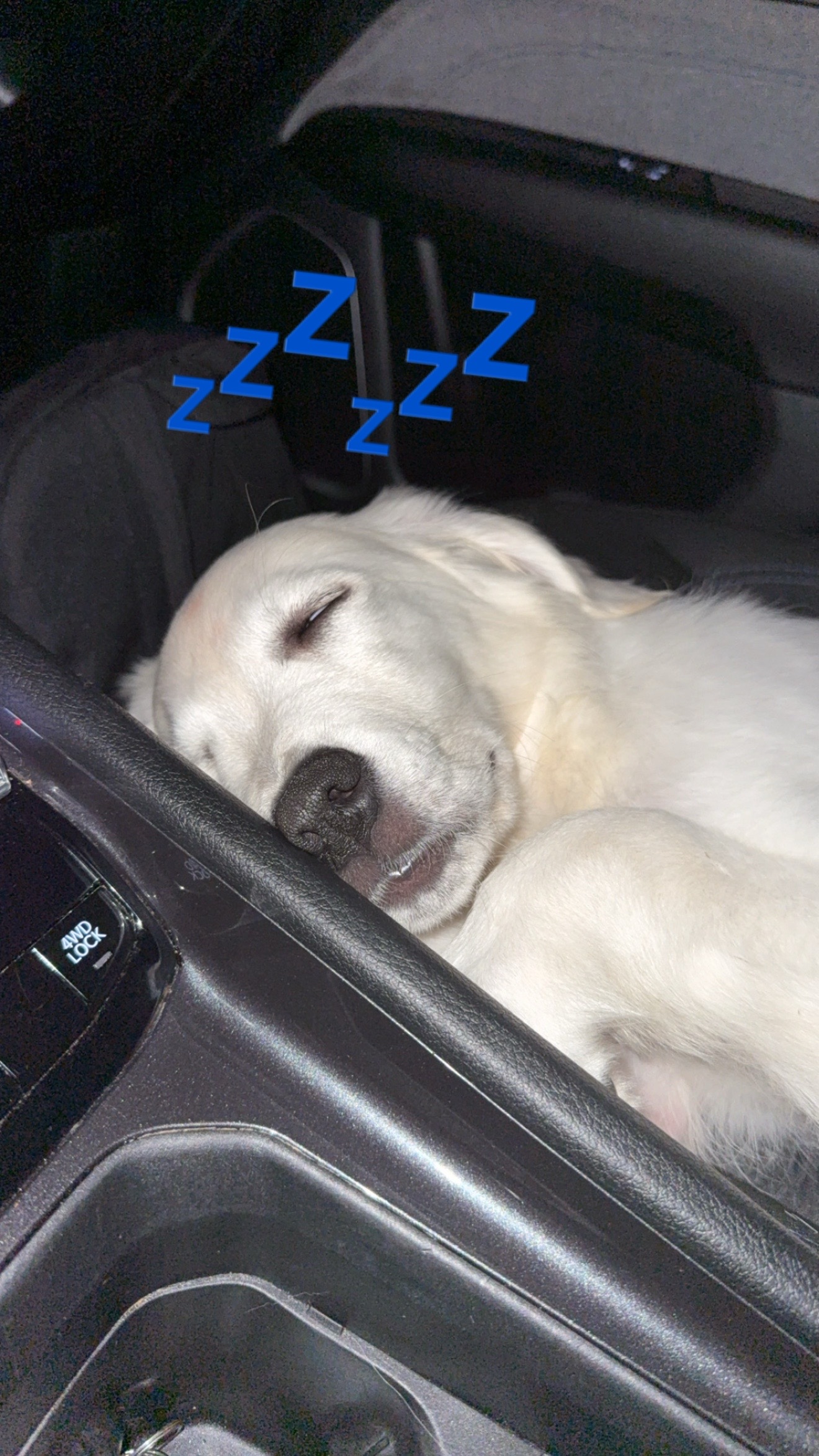 @Dunkin The Golden