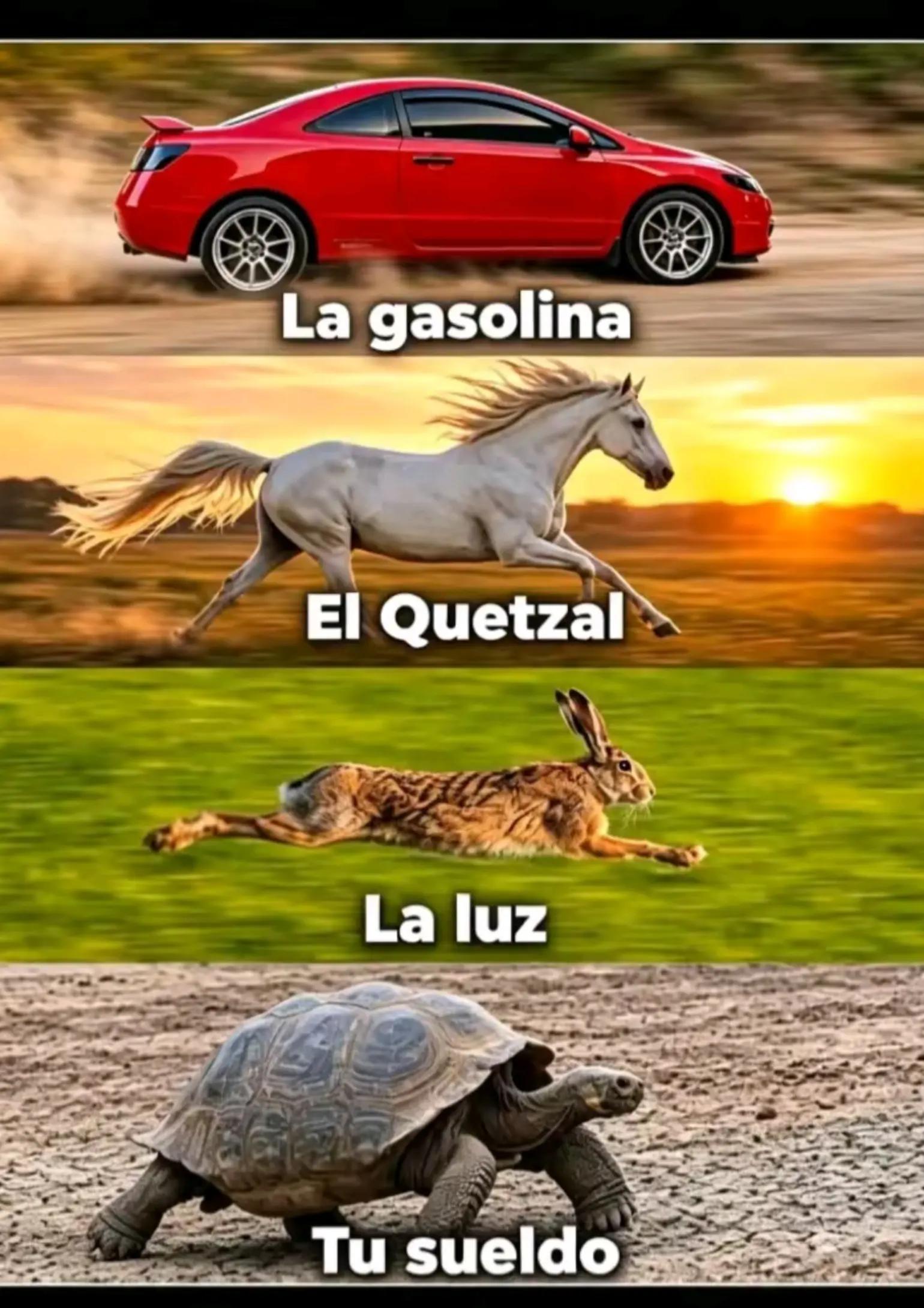 @frank Tzep Quem&aacute;🦁