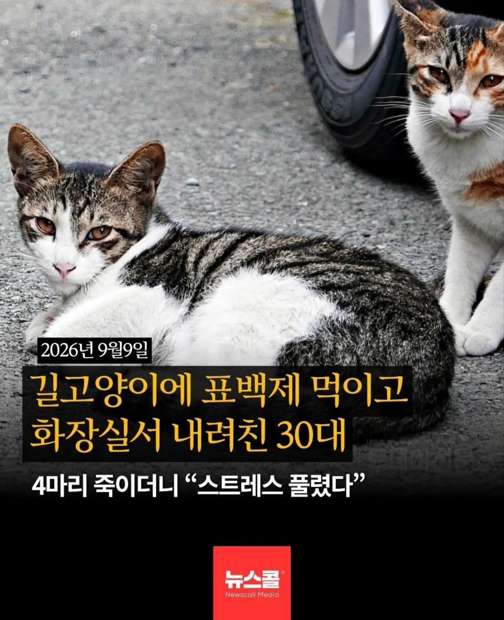 @🌺시라소니[본]🌺