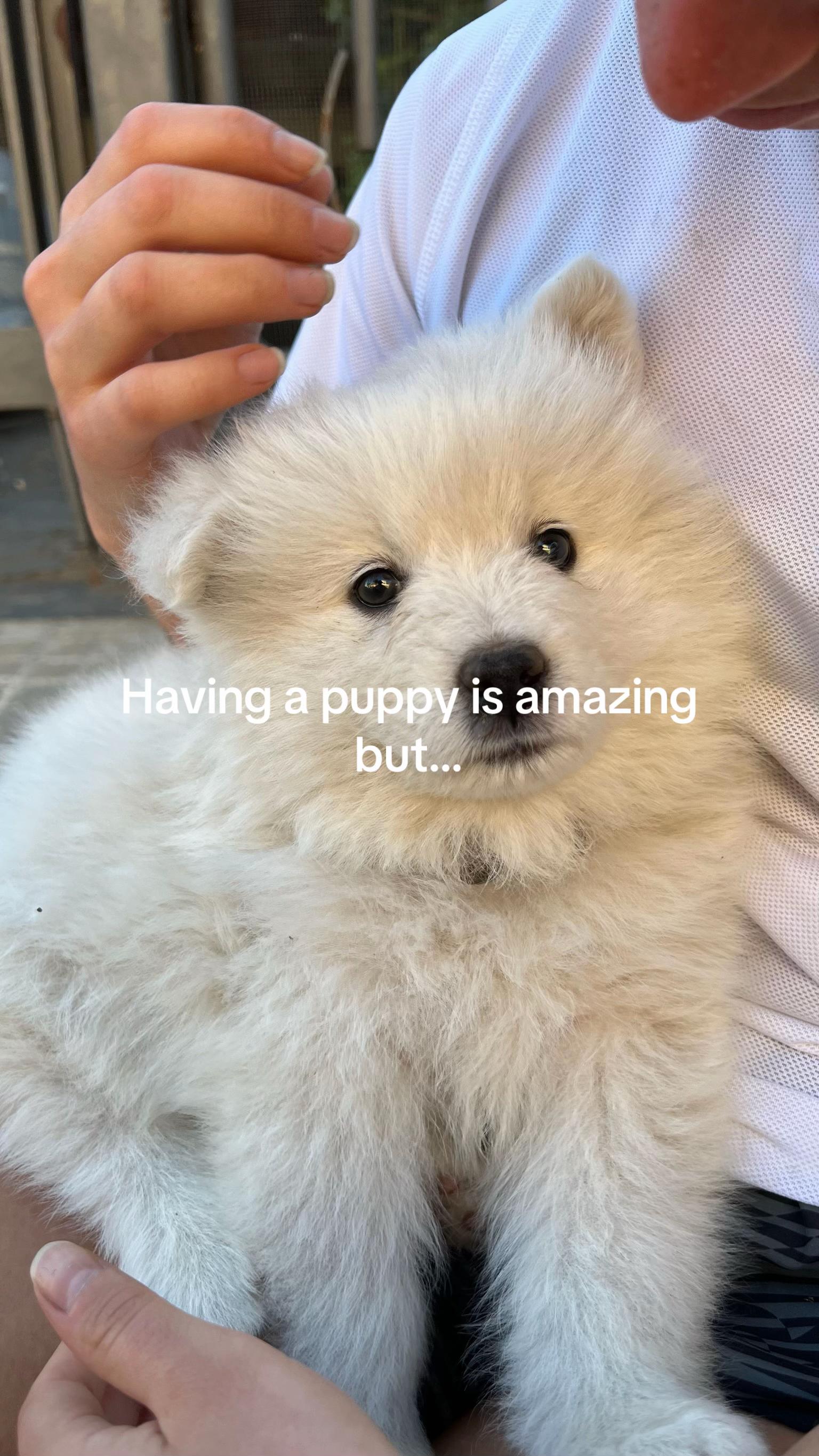 @Milo_theSamoyed