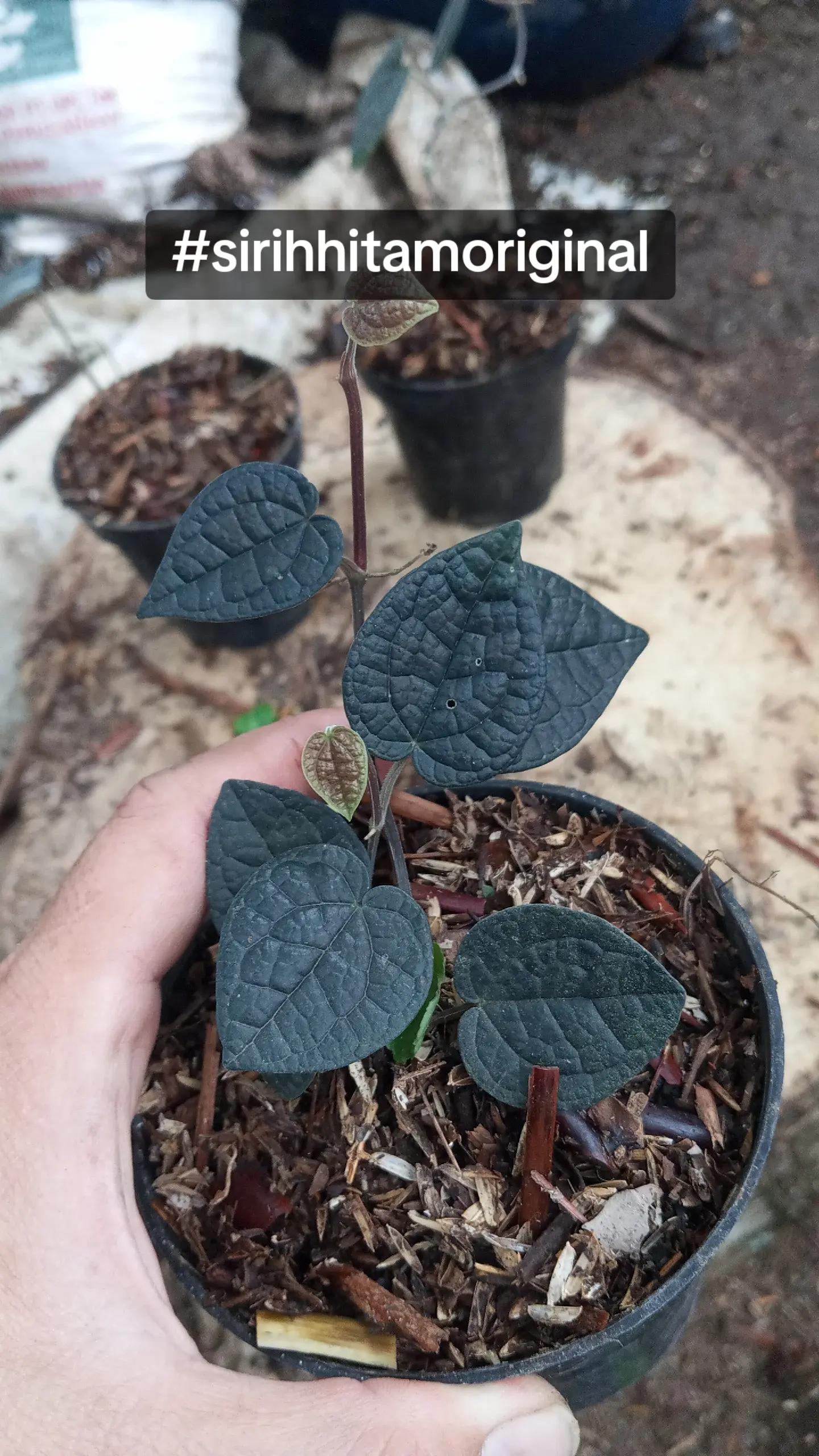 @LATANSA PLATYCERIUM NURSERY