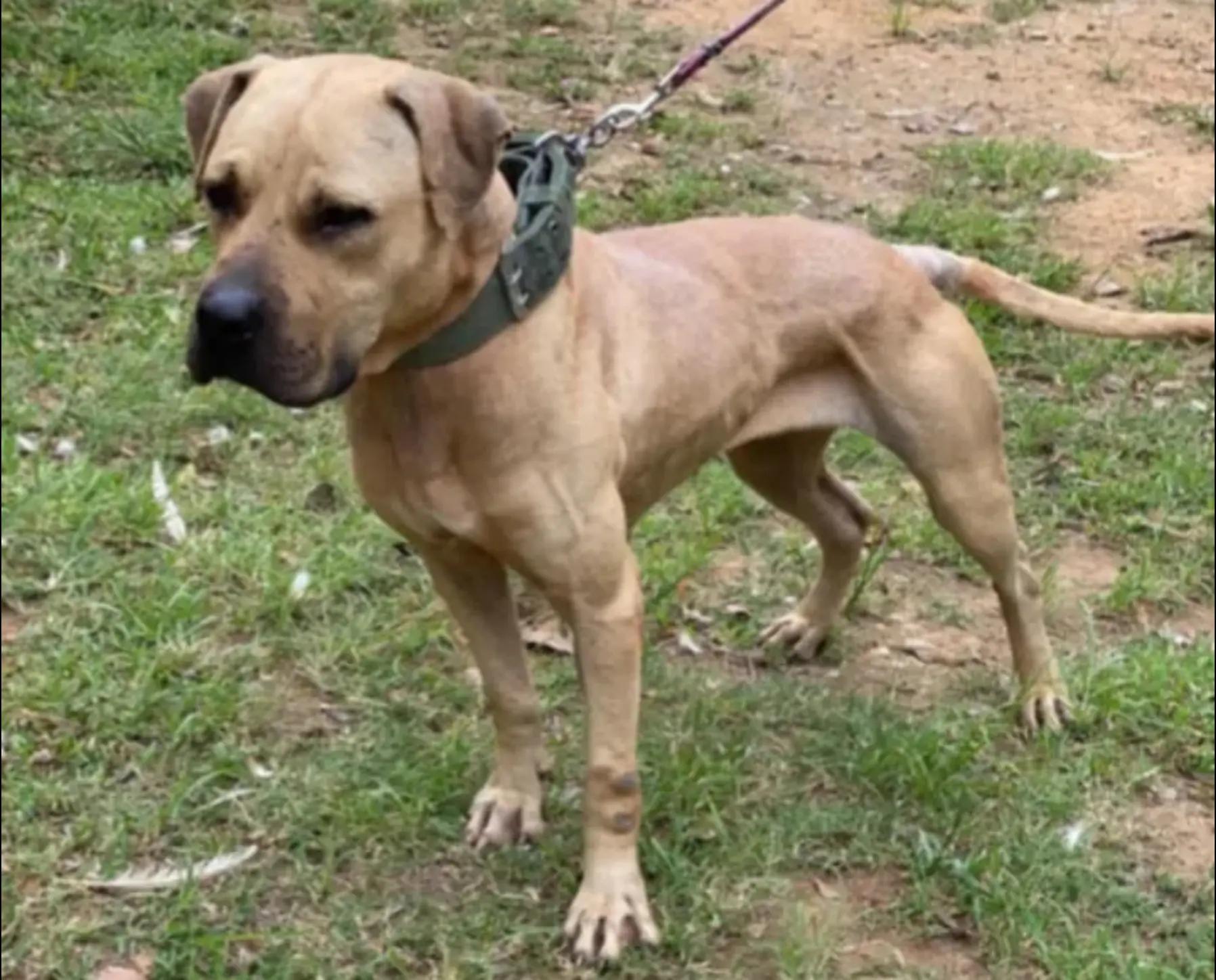 @SAAPBT_GAMEDOGS