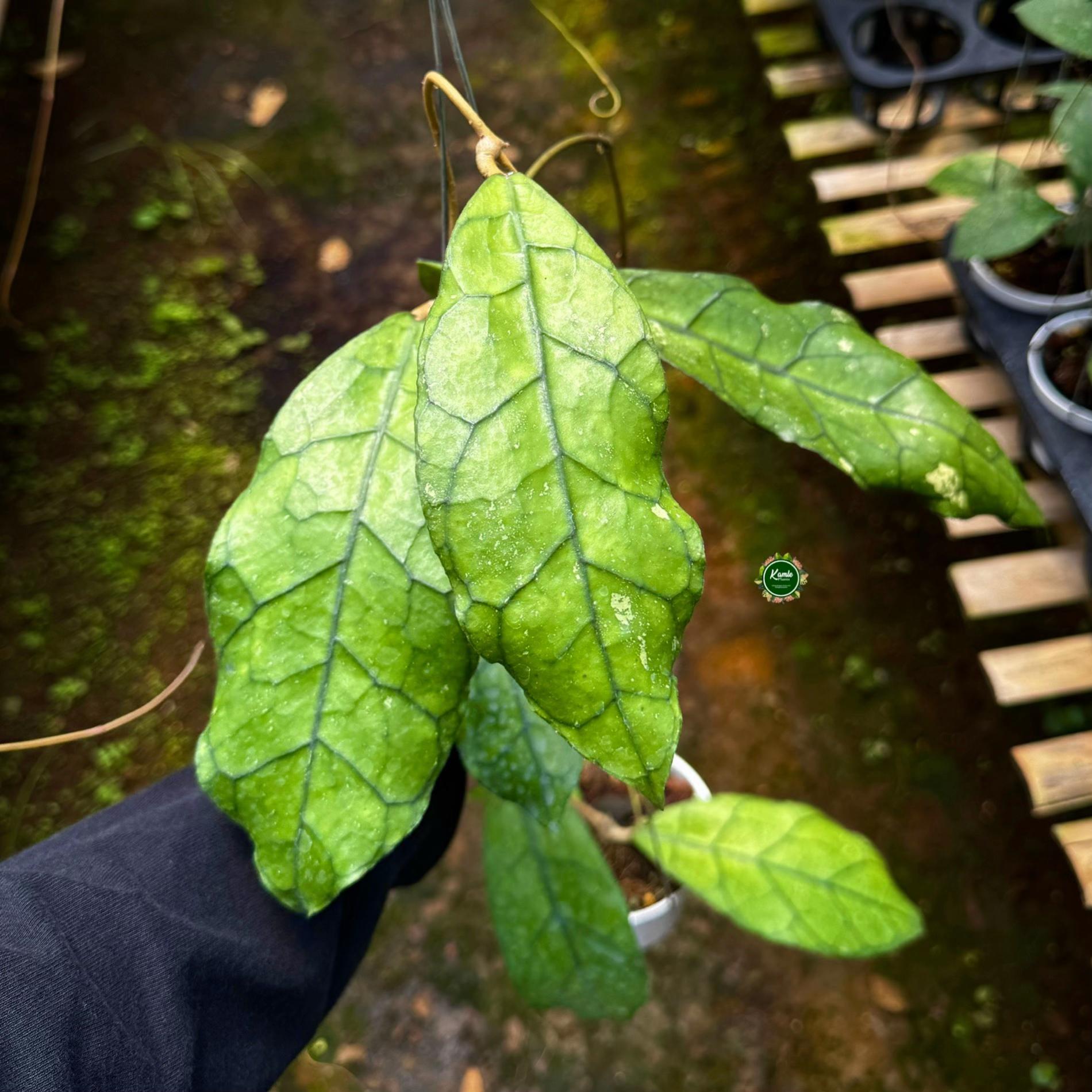 @Kamle Plants