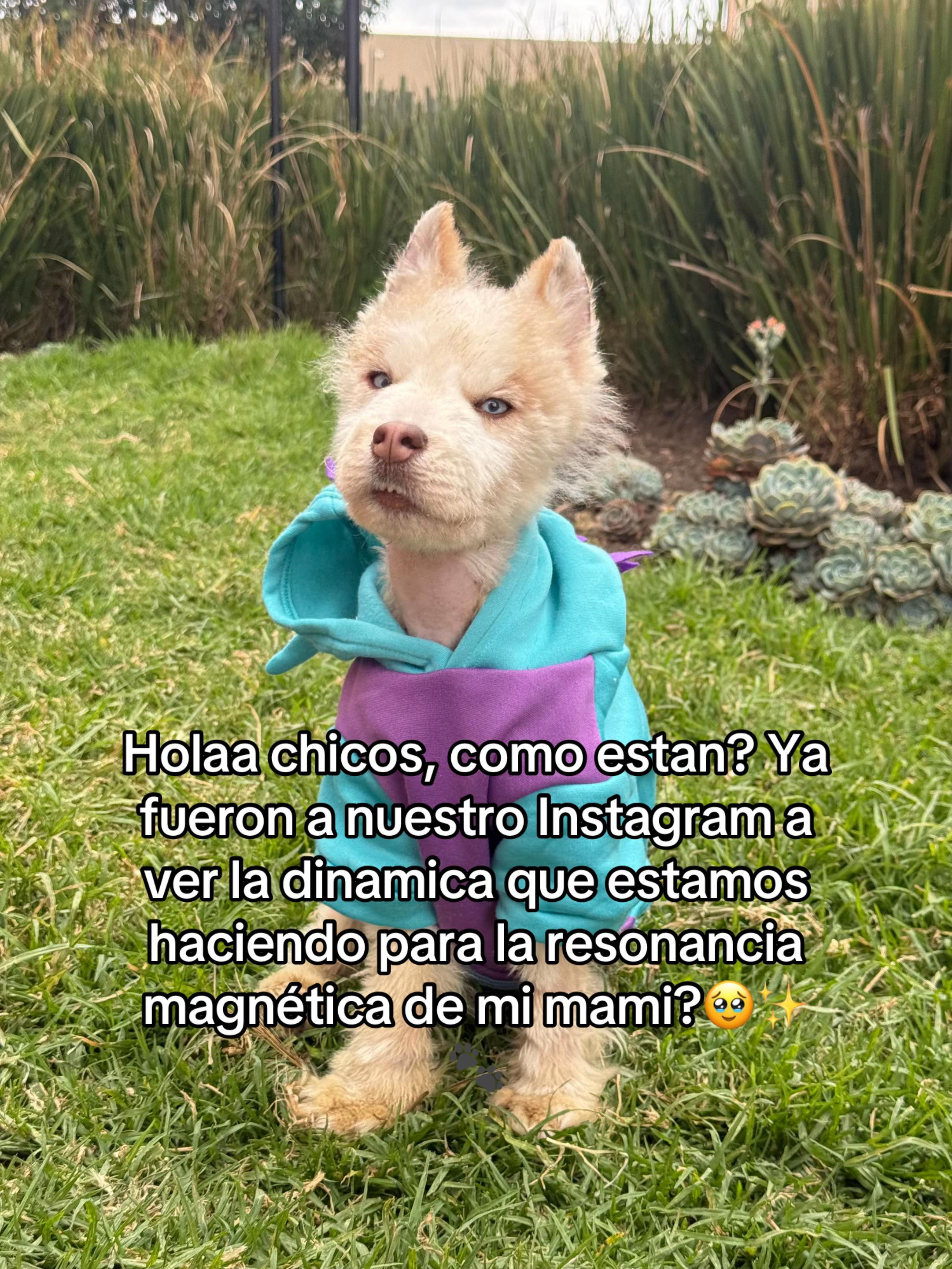 @🐺MiFamiliadehuskies🐾