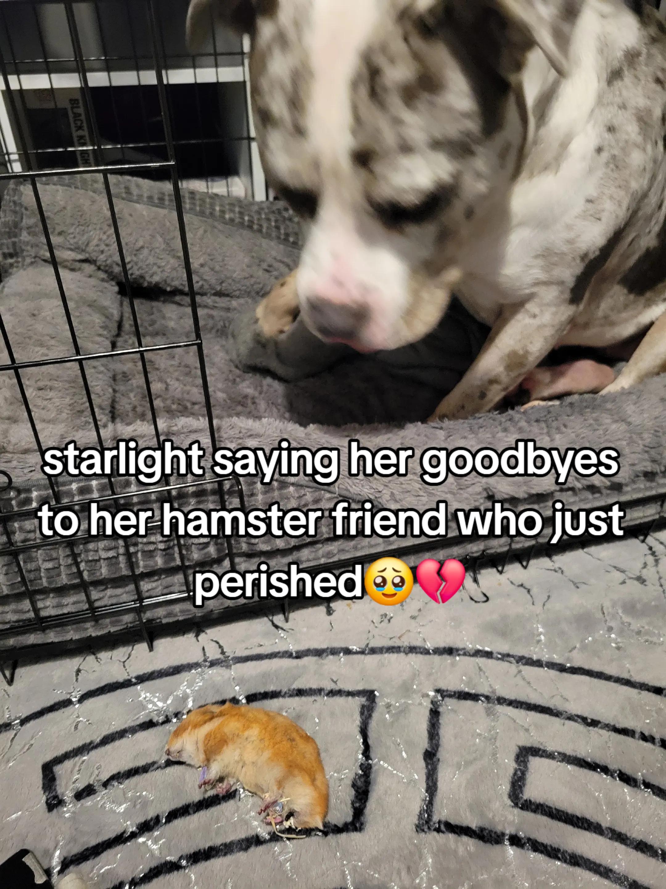 @kirsty+starlight the xl bully