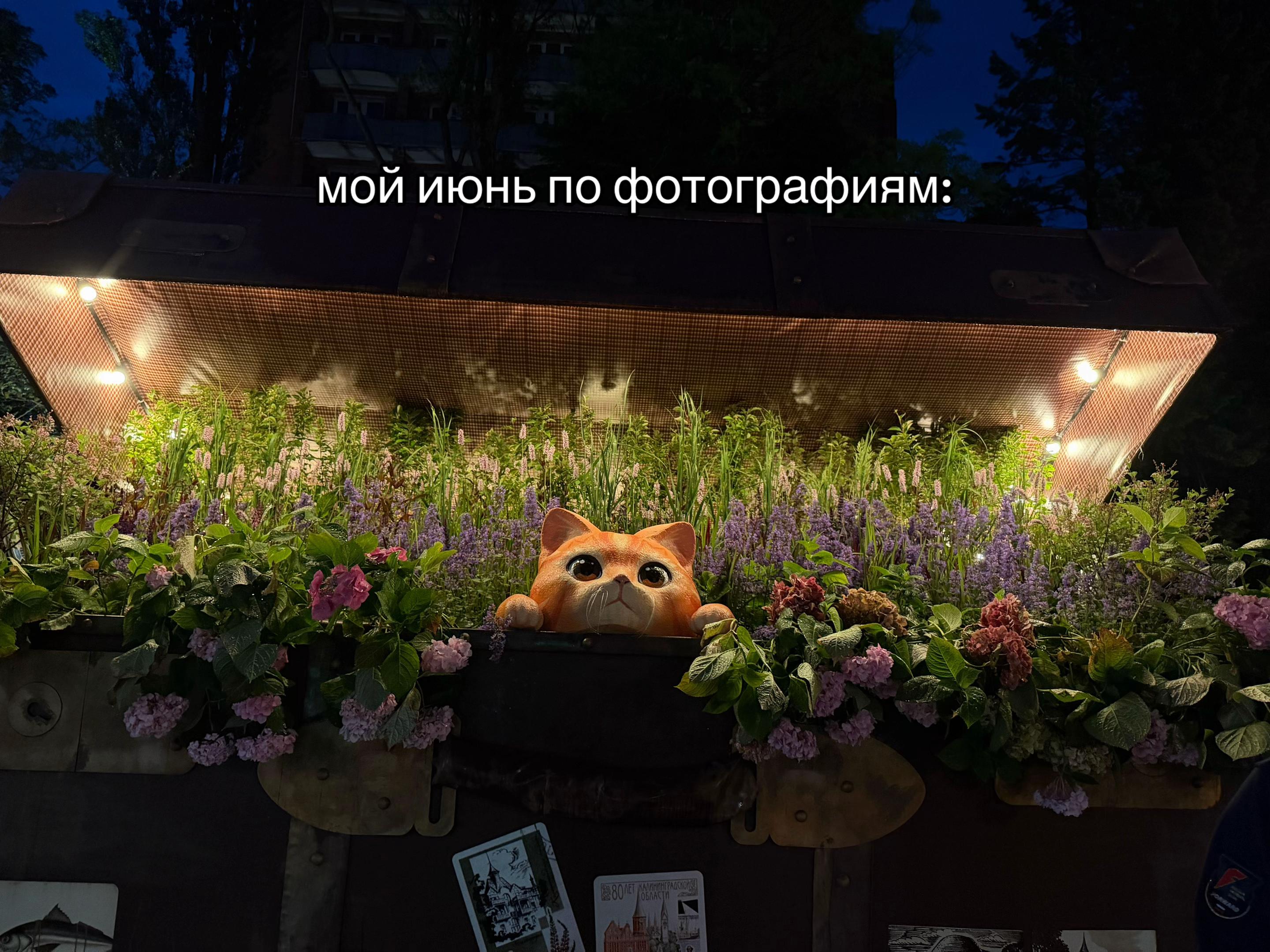 @блондинка