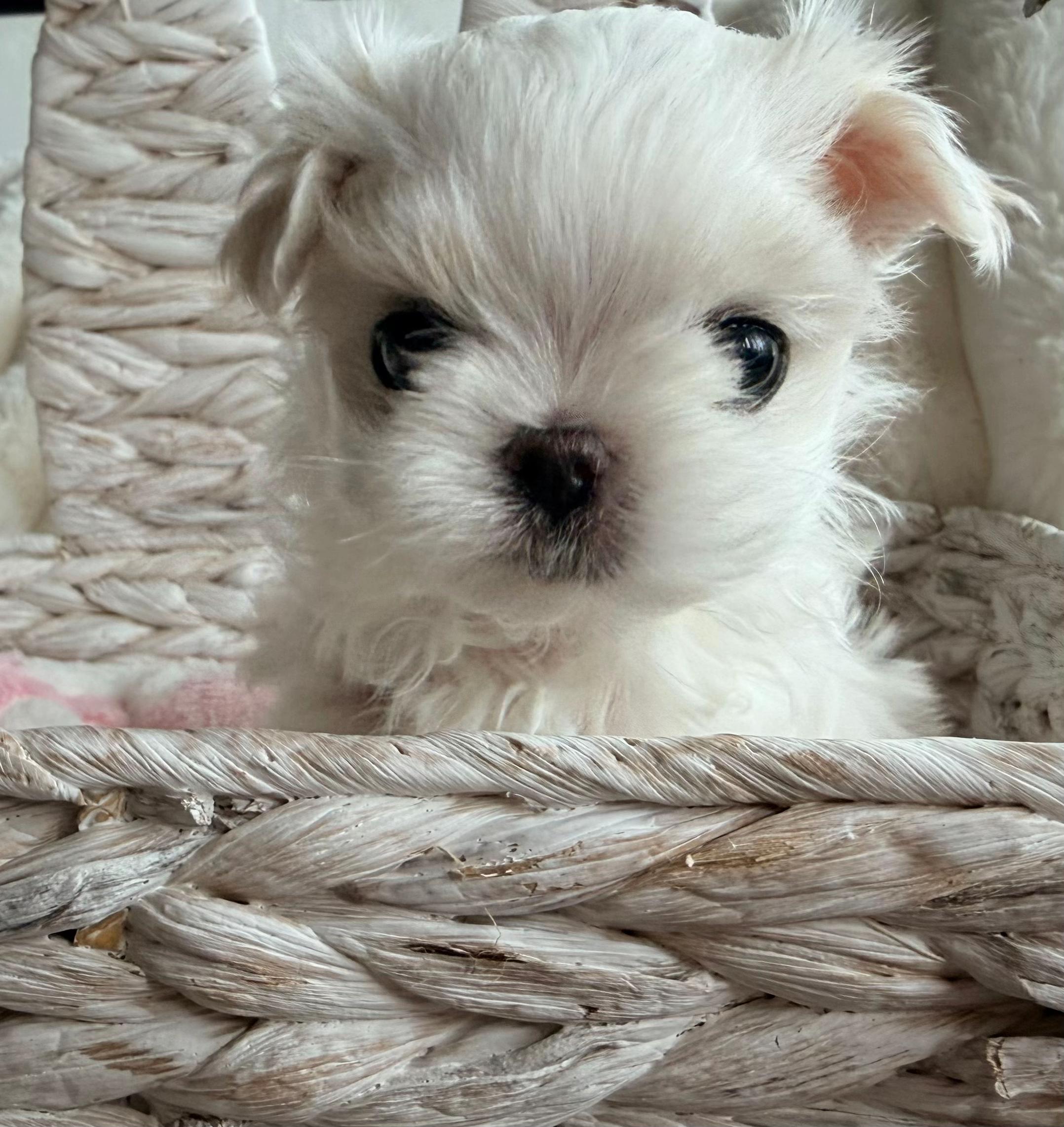 @Bambelina Maltese