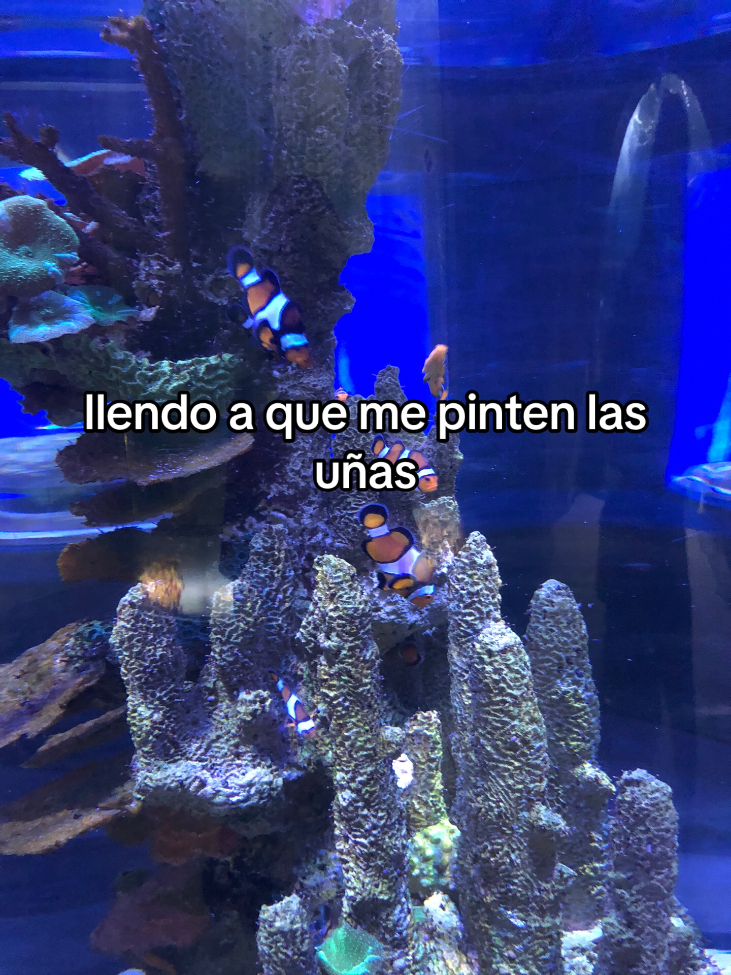@🫐