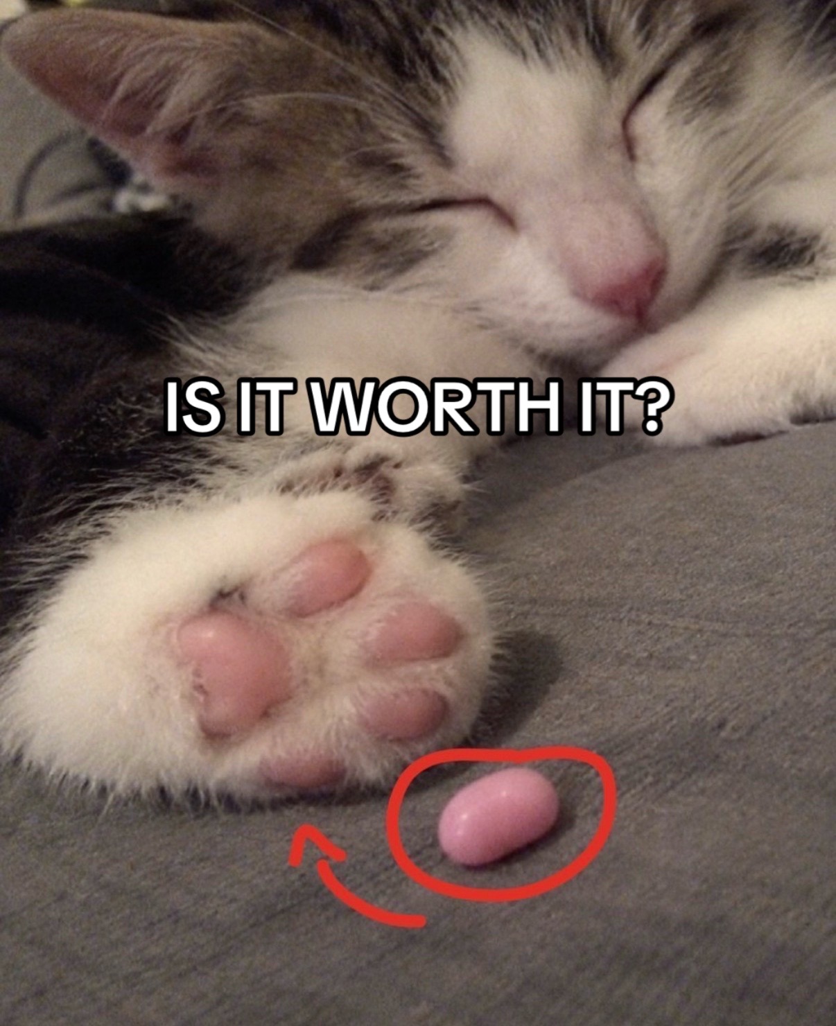 @cat memes