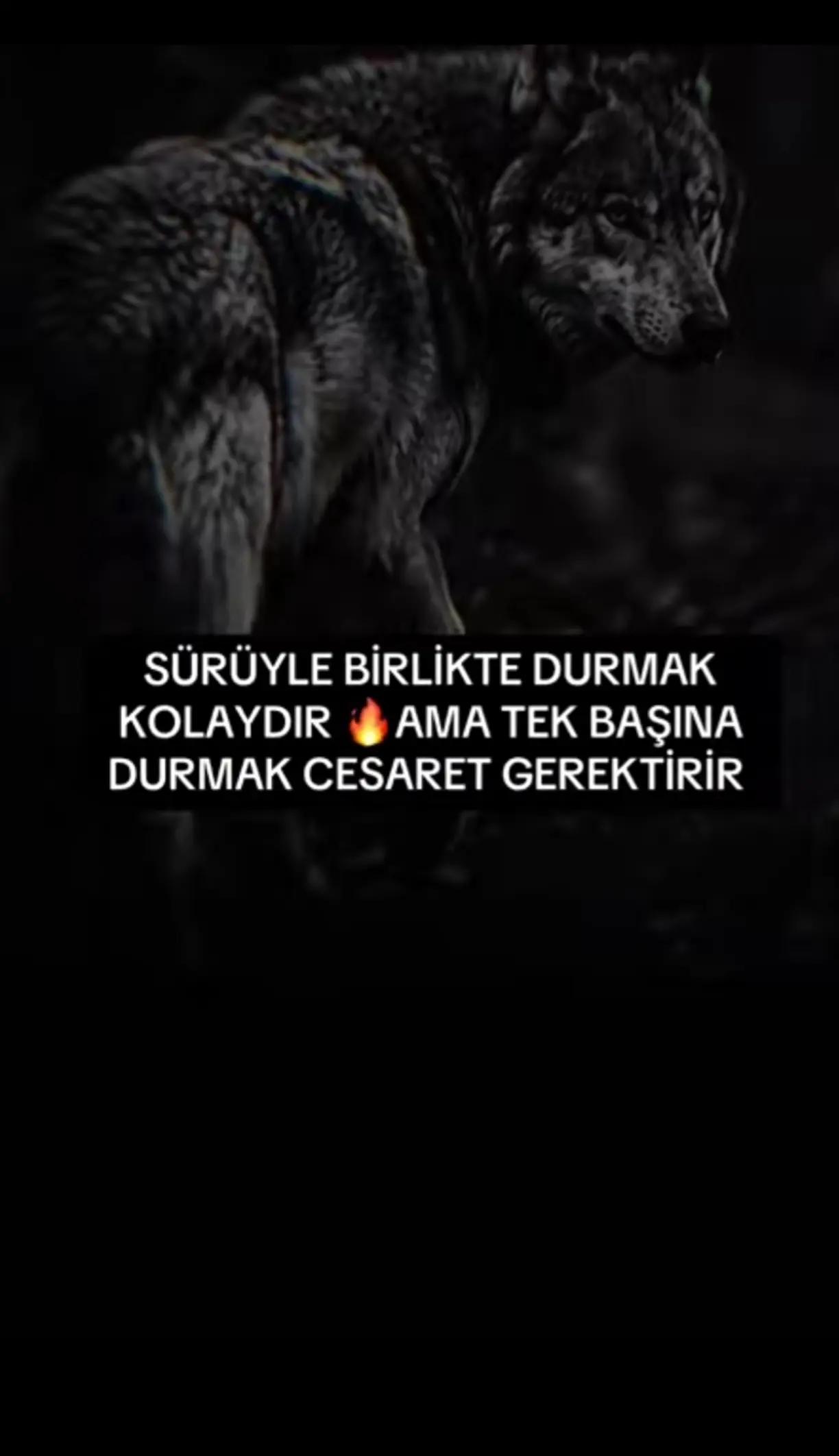@🇹🇷ALFA🇹🇷