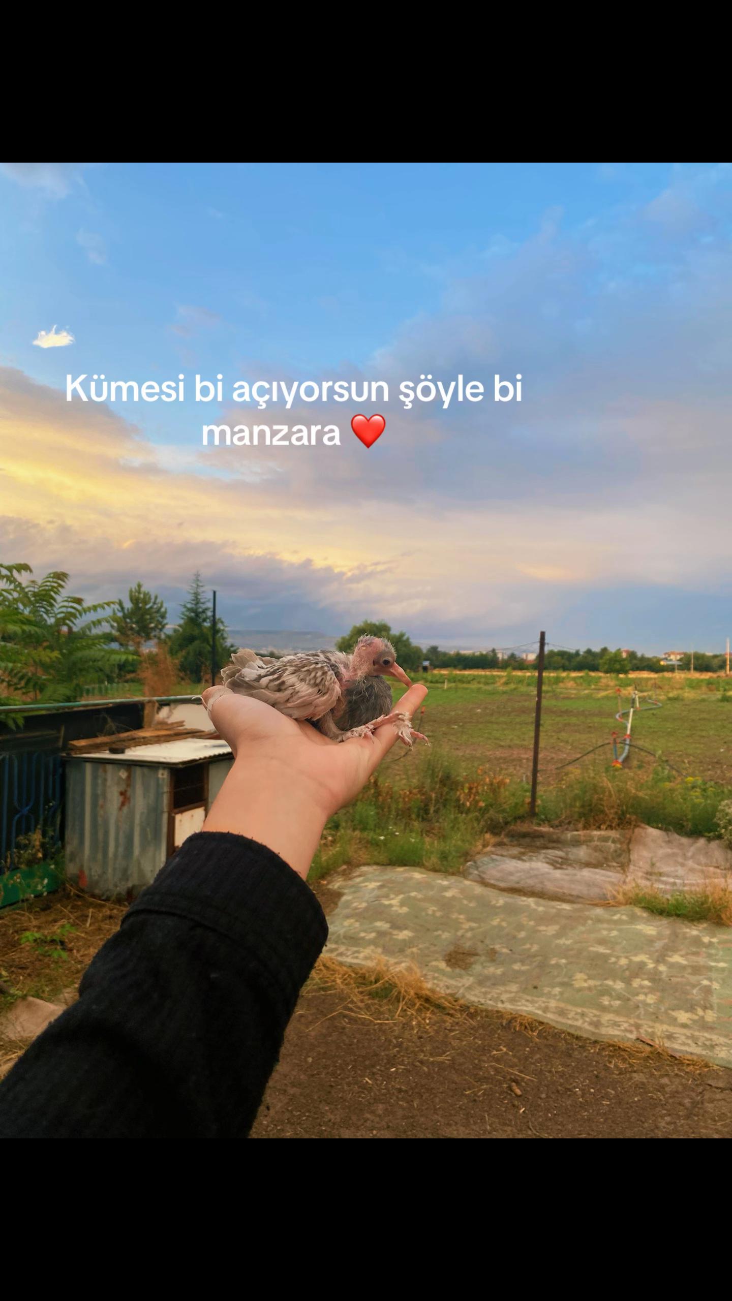 @Kayseri_Güvercin_diyarı🕊️