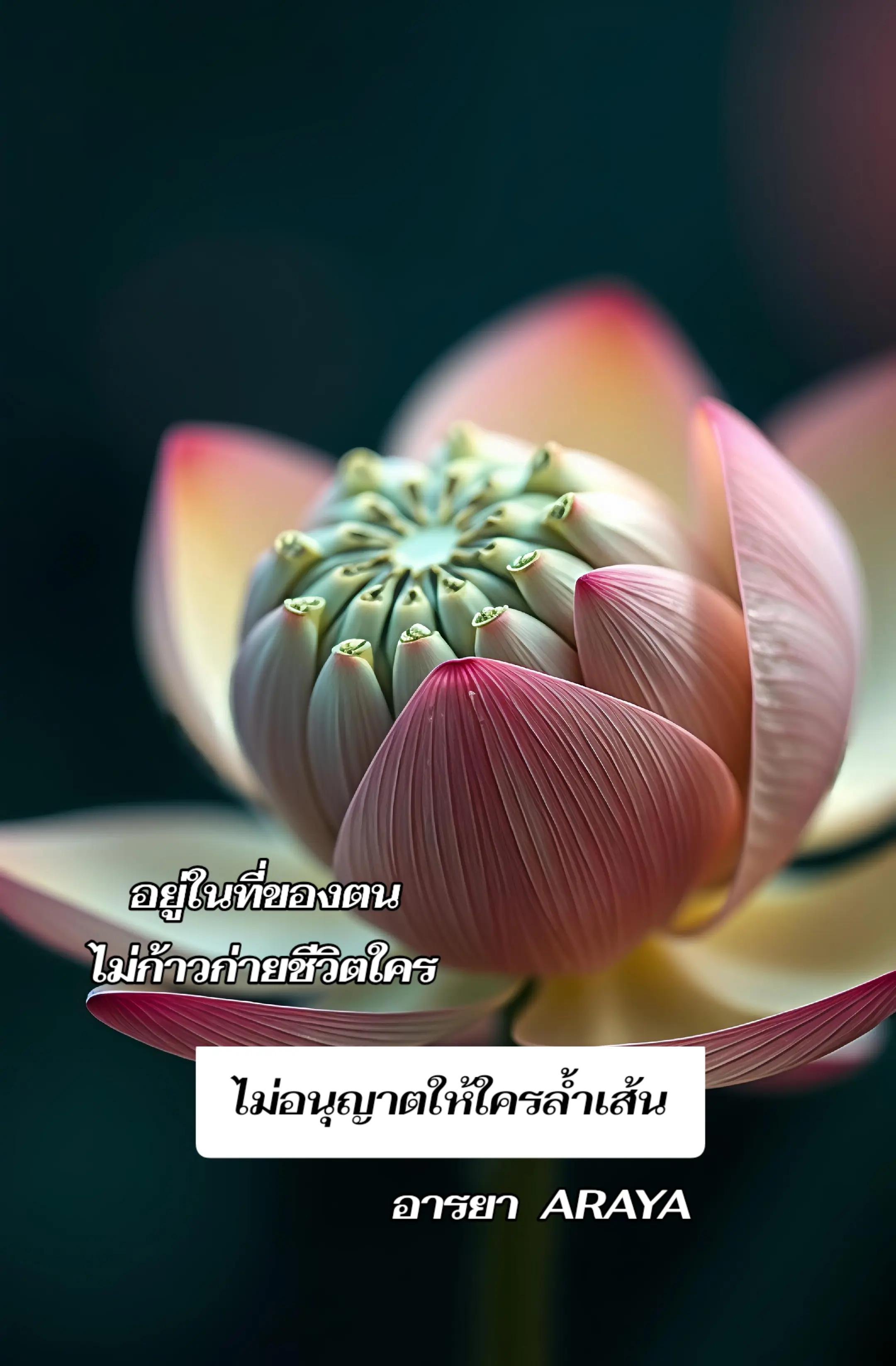 @อารยา araya