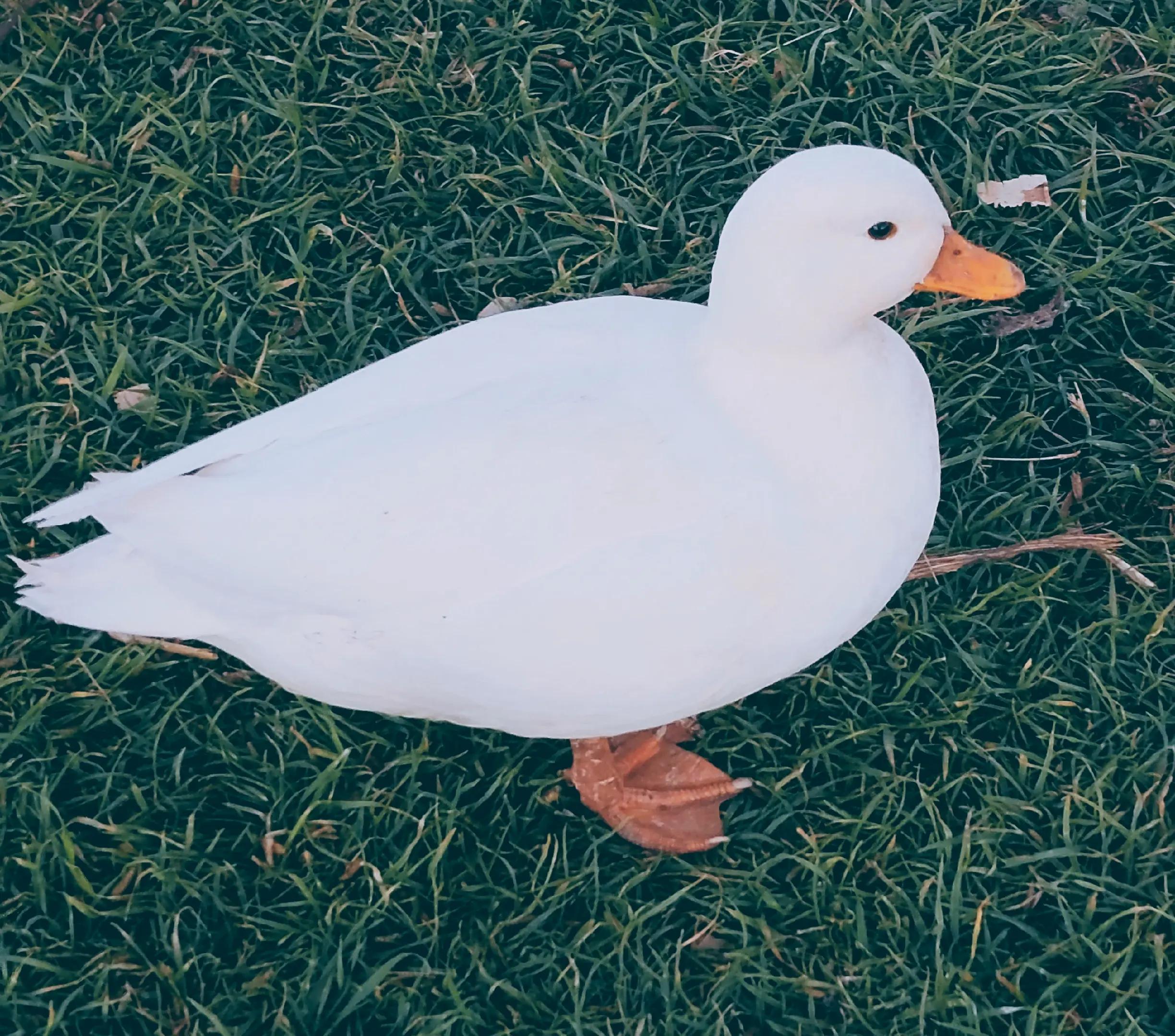 @Peaceful Point Homestead 🦆