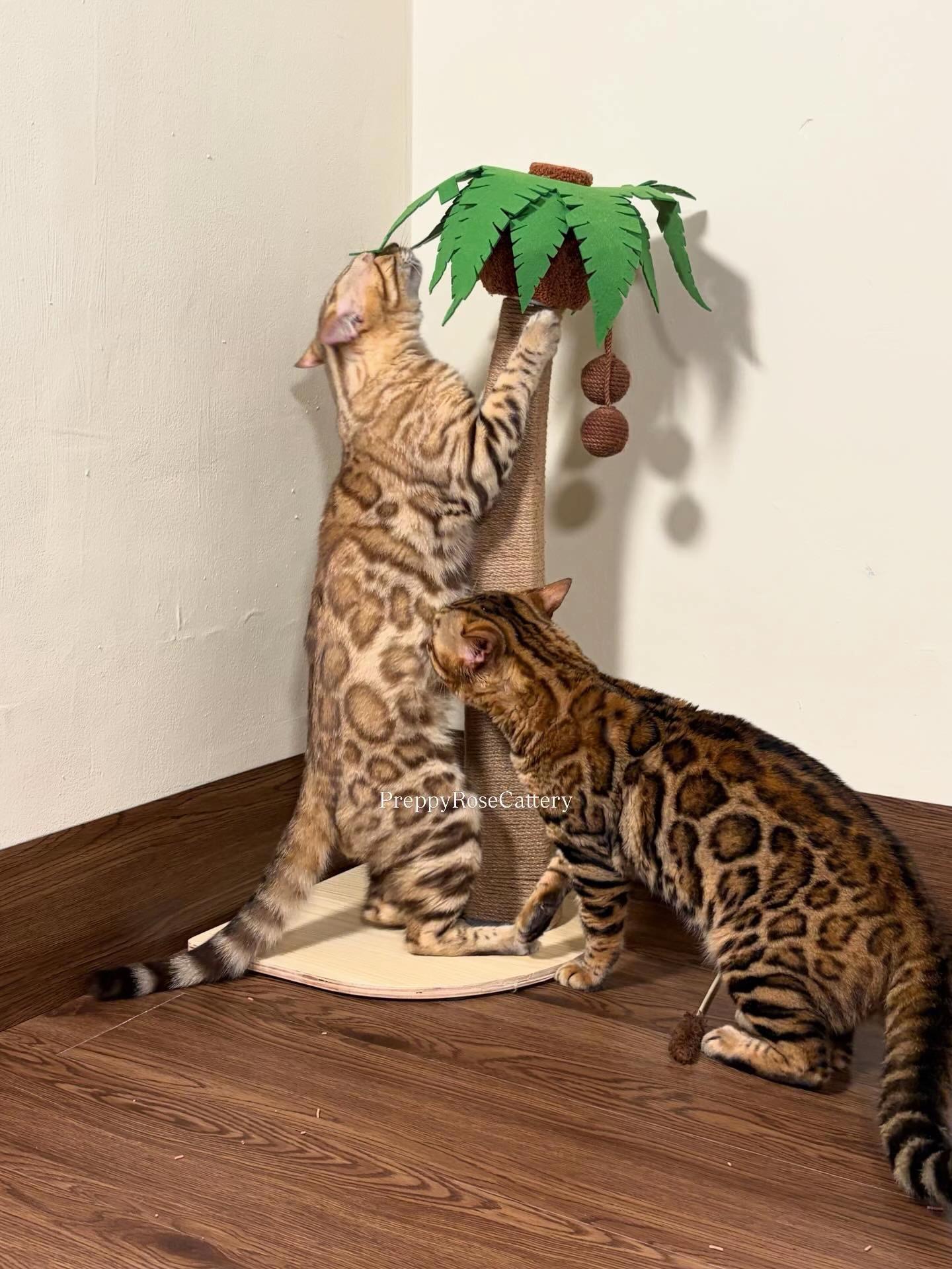 @PreppyRoseCattery