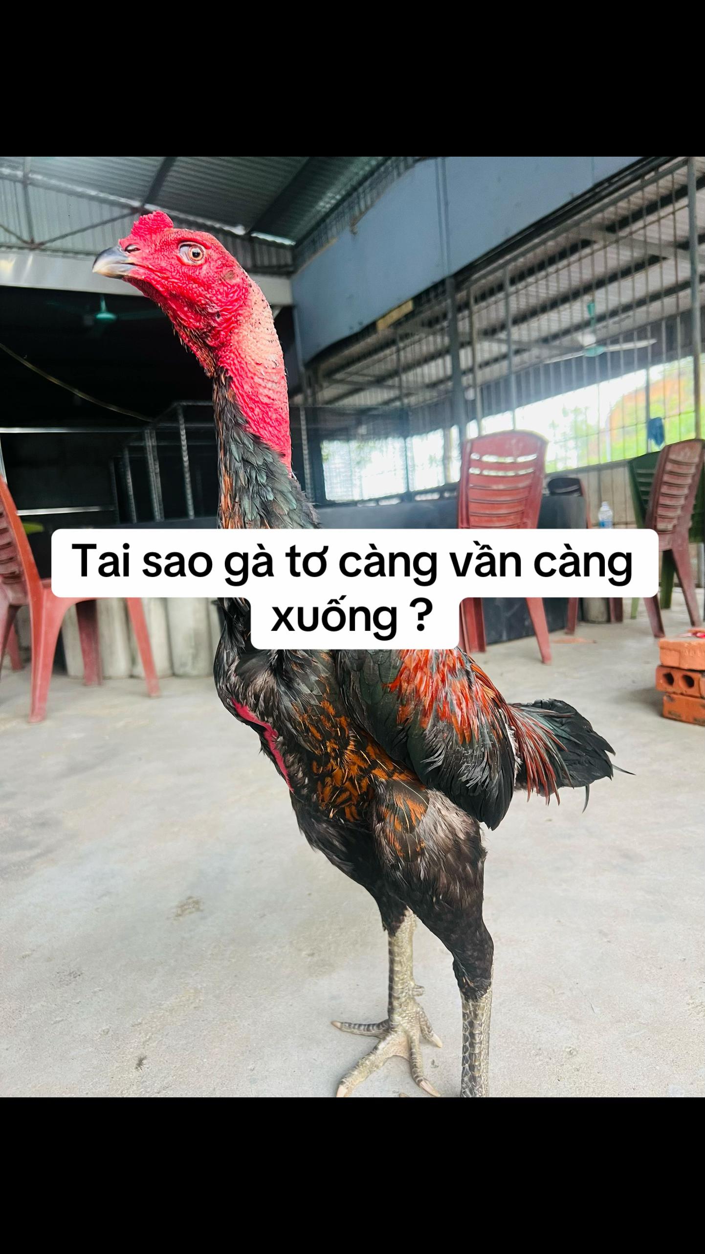 @quochuong.moicocran