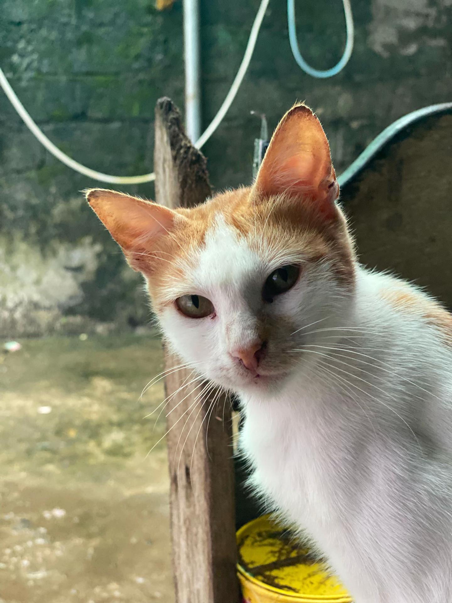 @Janille Paw ๐