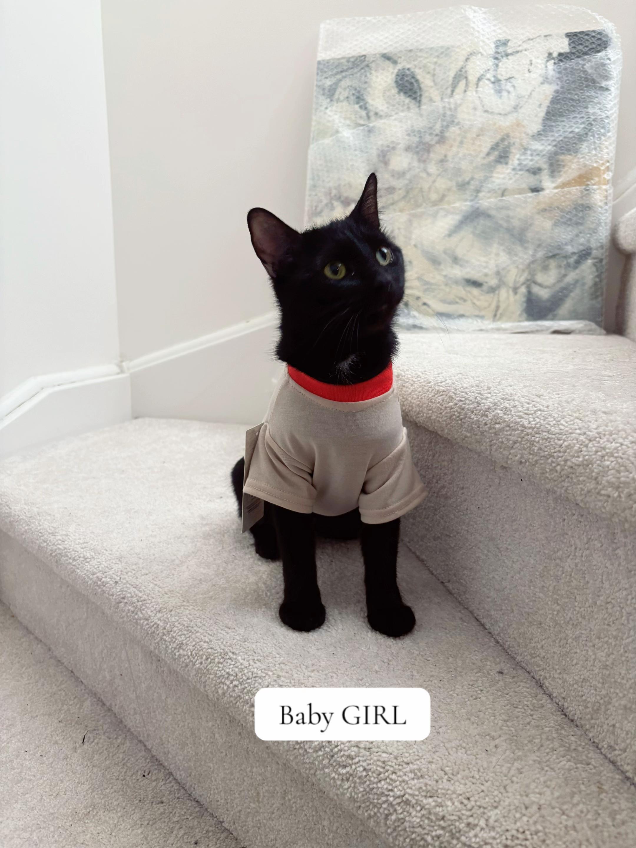 @ElaineTheCat