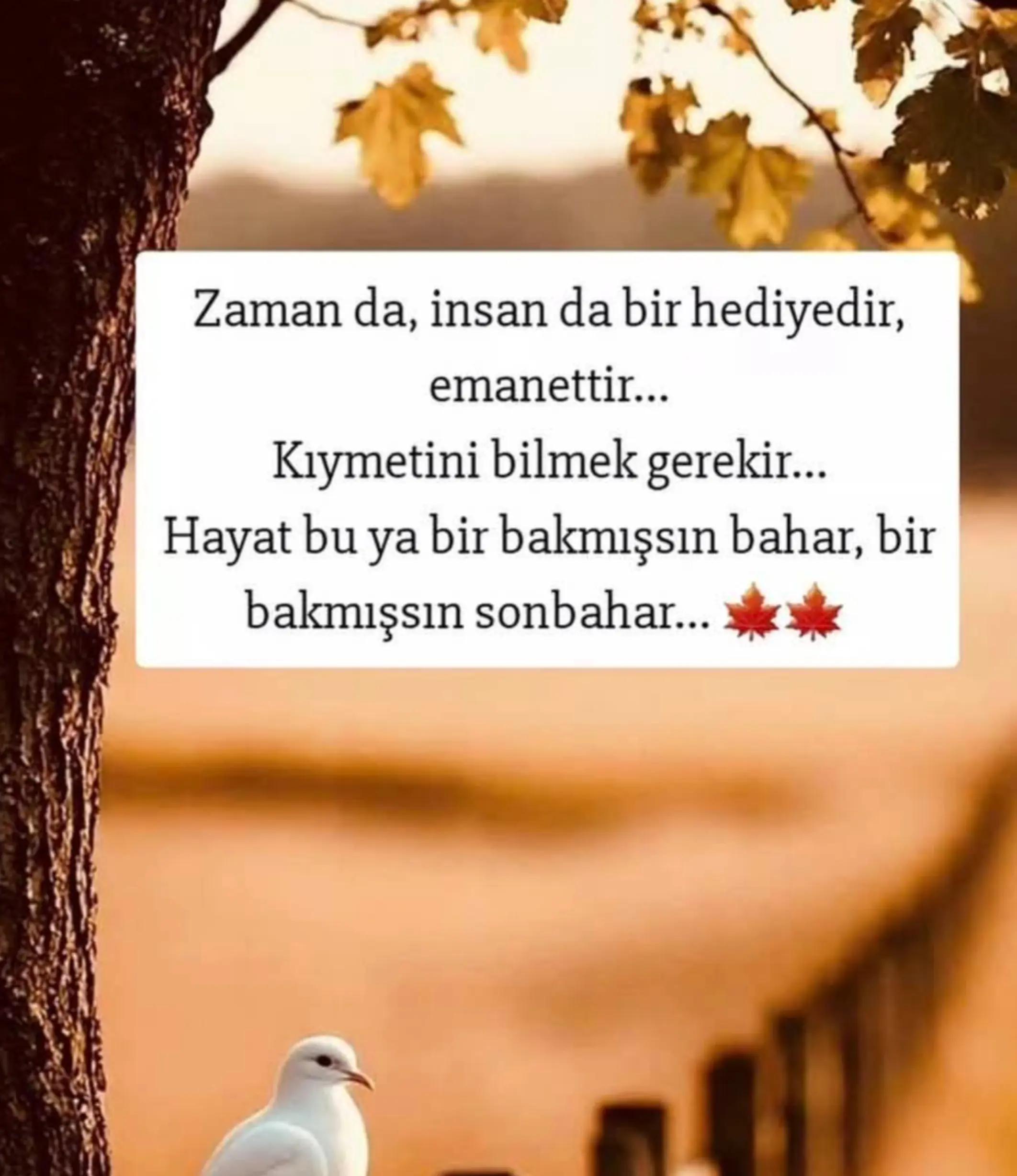@Ceren Şentürk