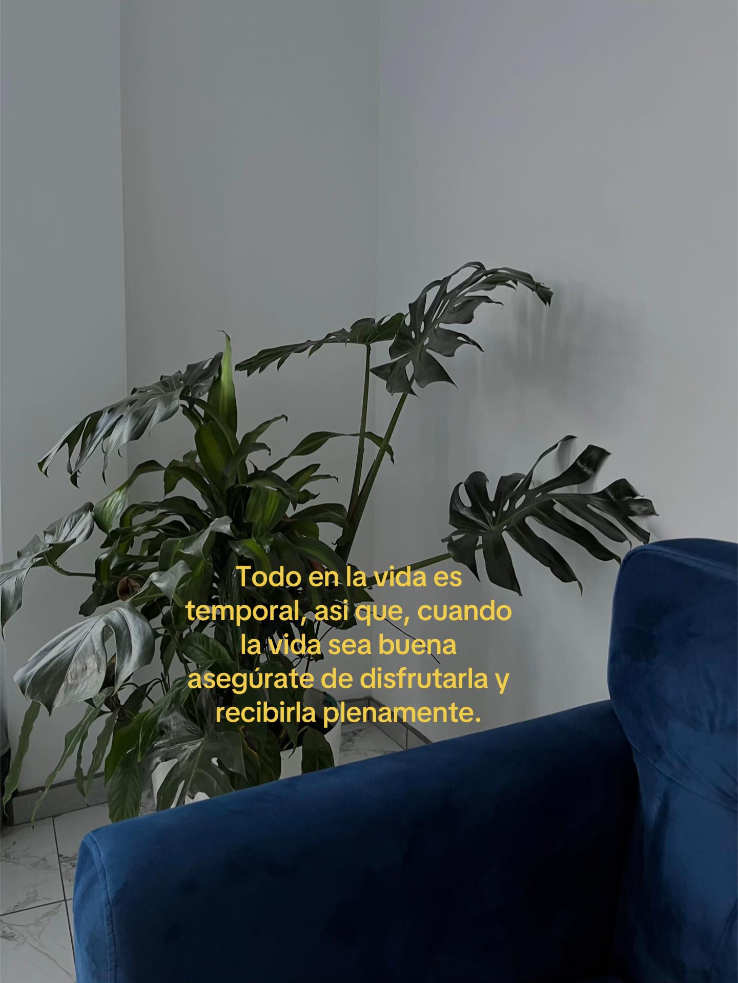 @Joseestuardo