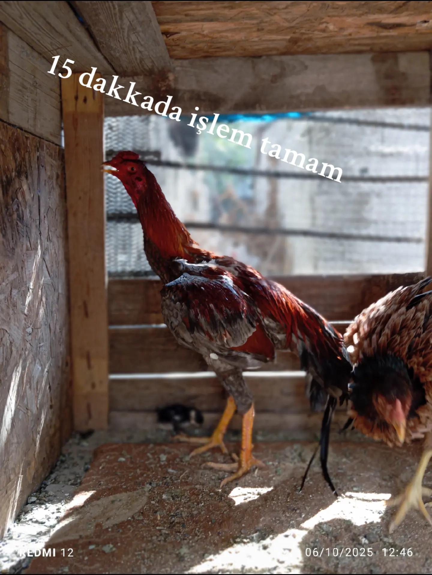 @Gök